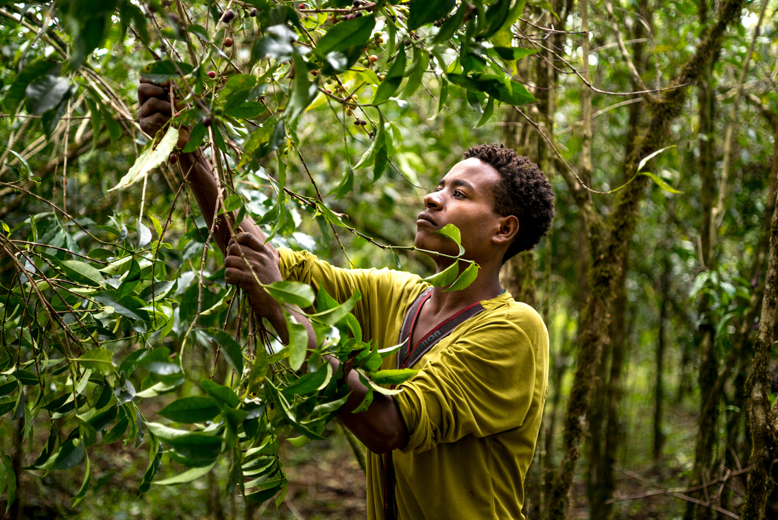 A man harvesting coffee in Ethiopia