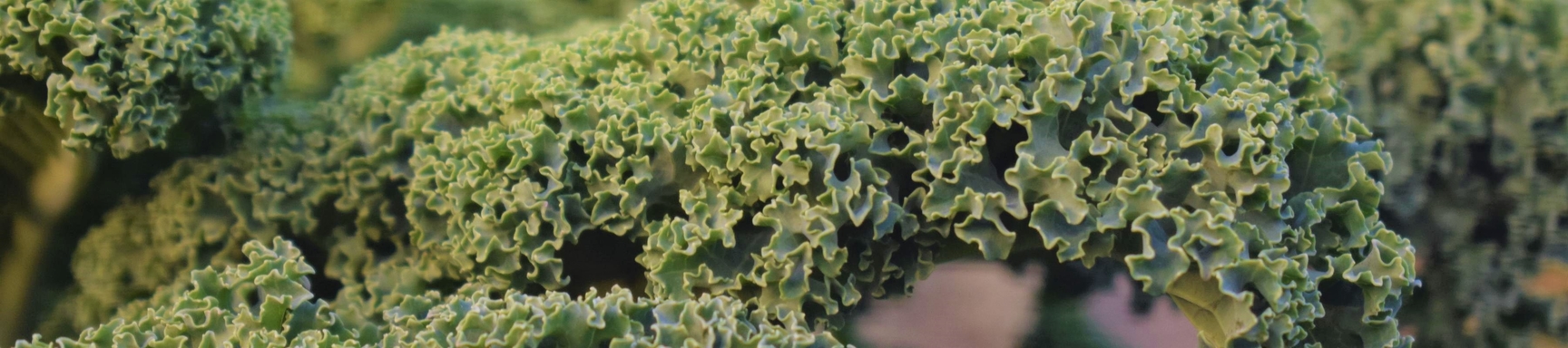 Kale growing in the Kitchen Garden 