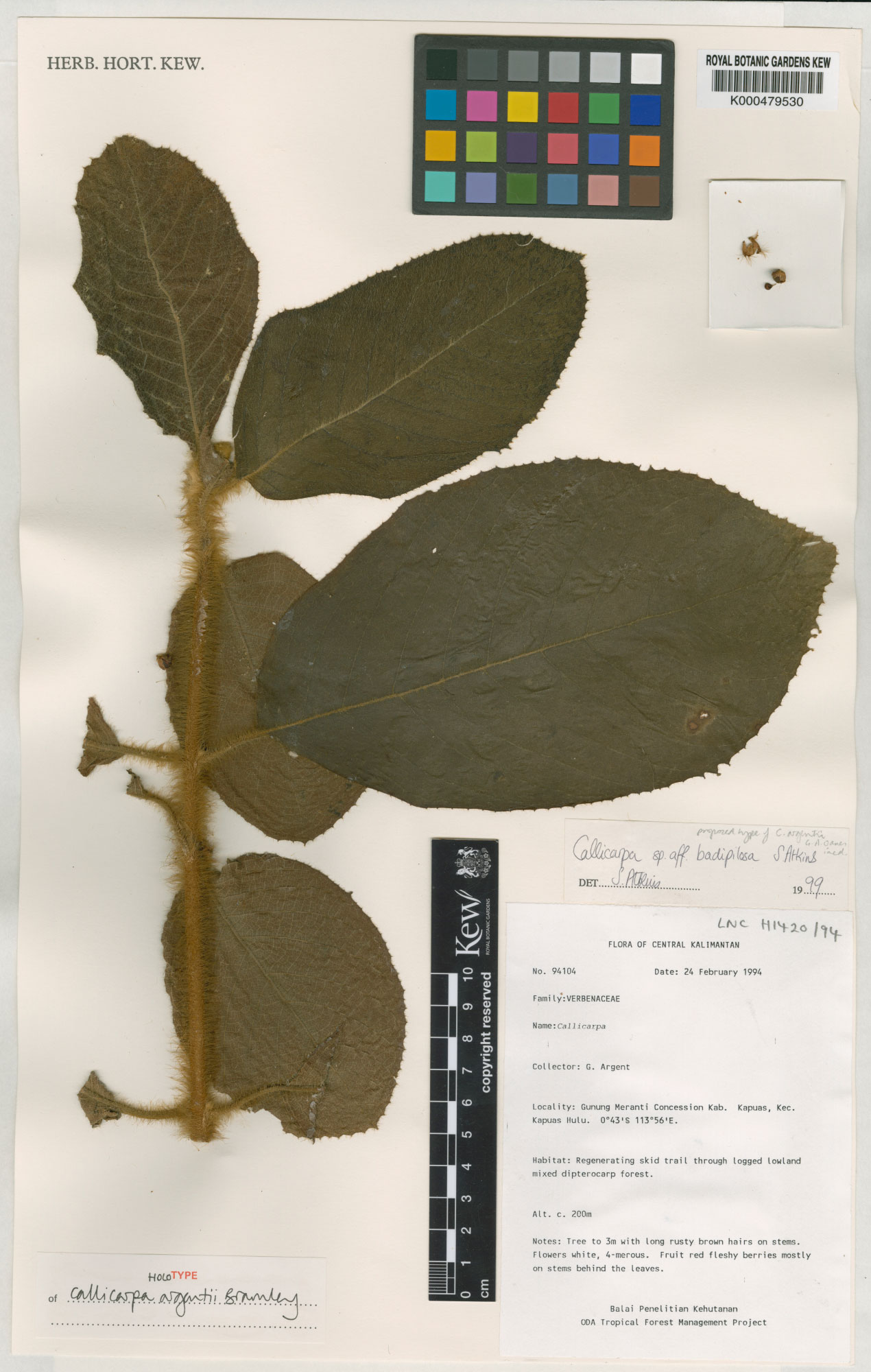 A Herbarium specimen: leaves mounted on paper 