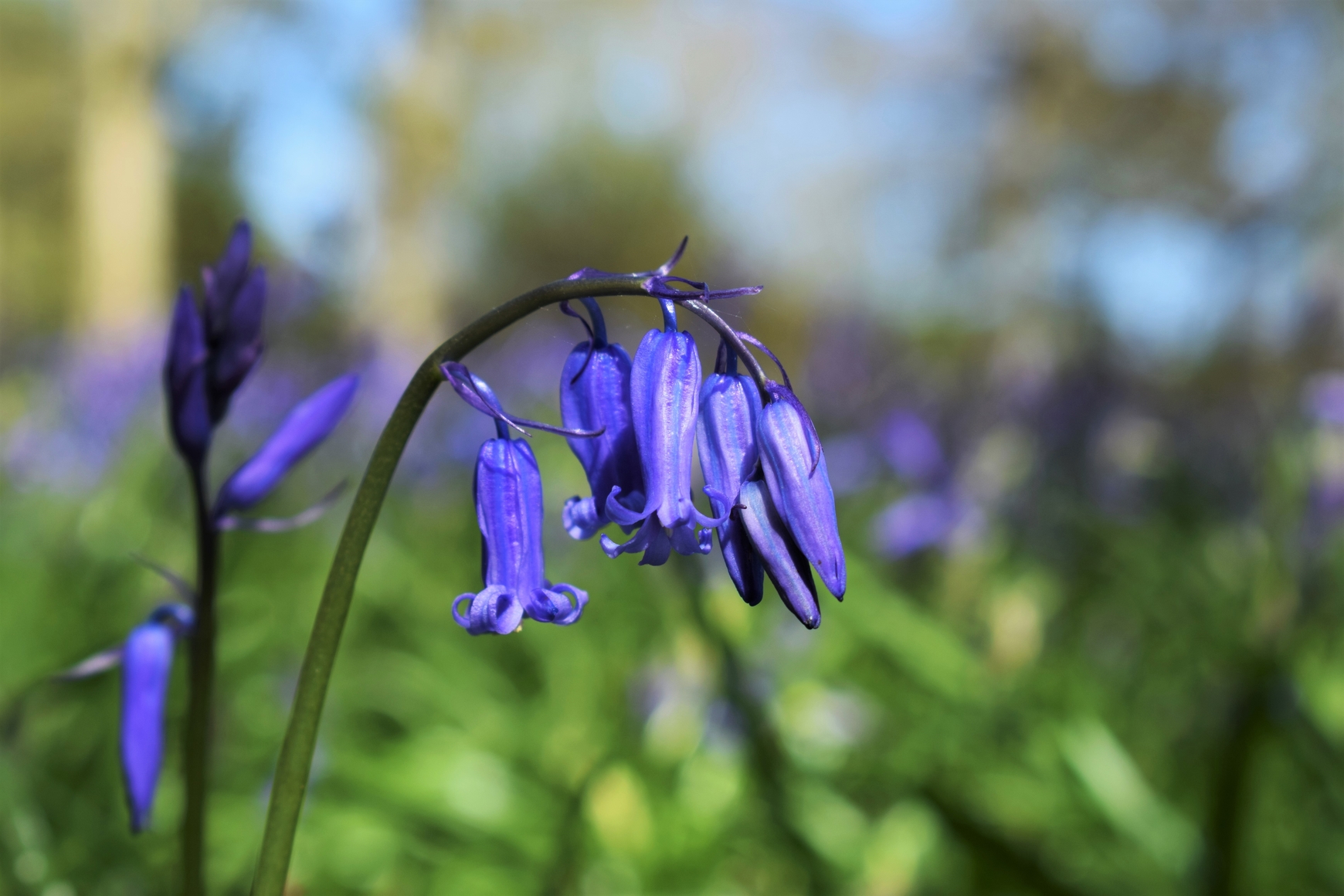 Bluebell petals, Wakehurst