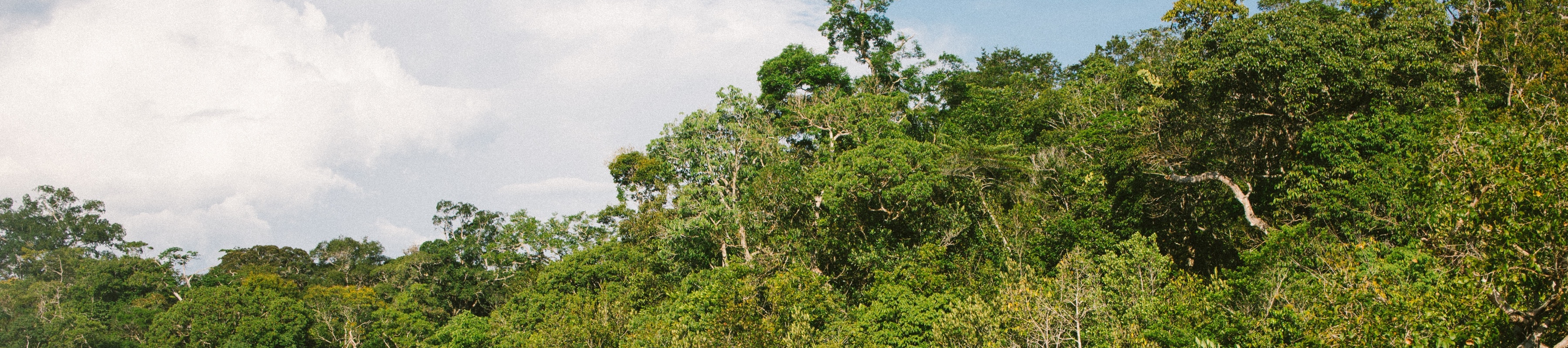 The treetops of an Amazon scene
