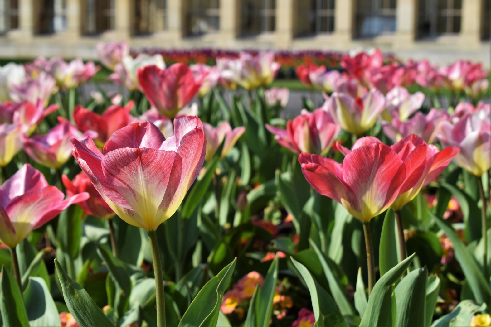 Tulips at the Nash Conservatory 