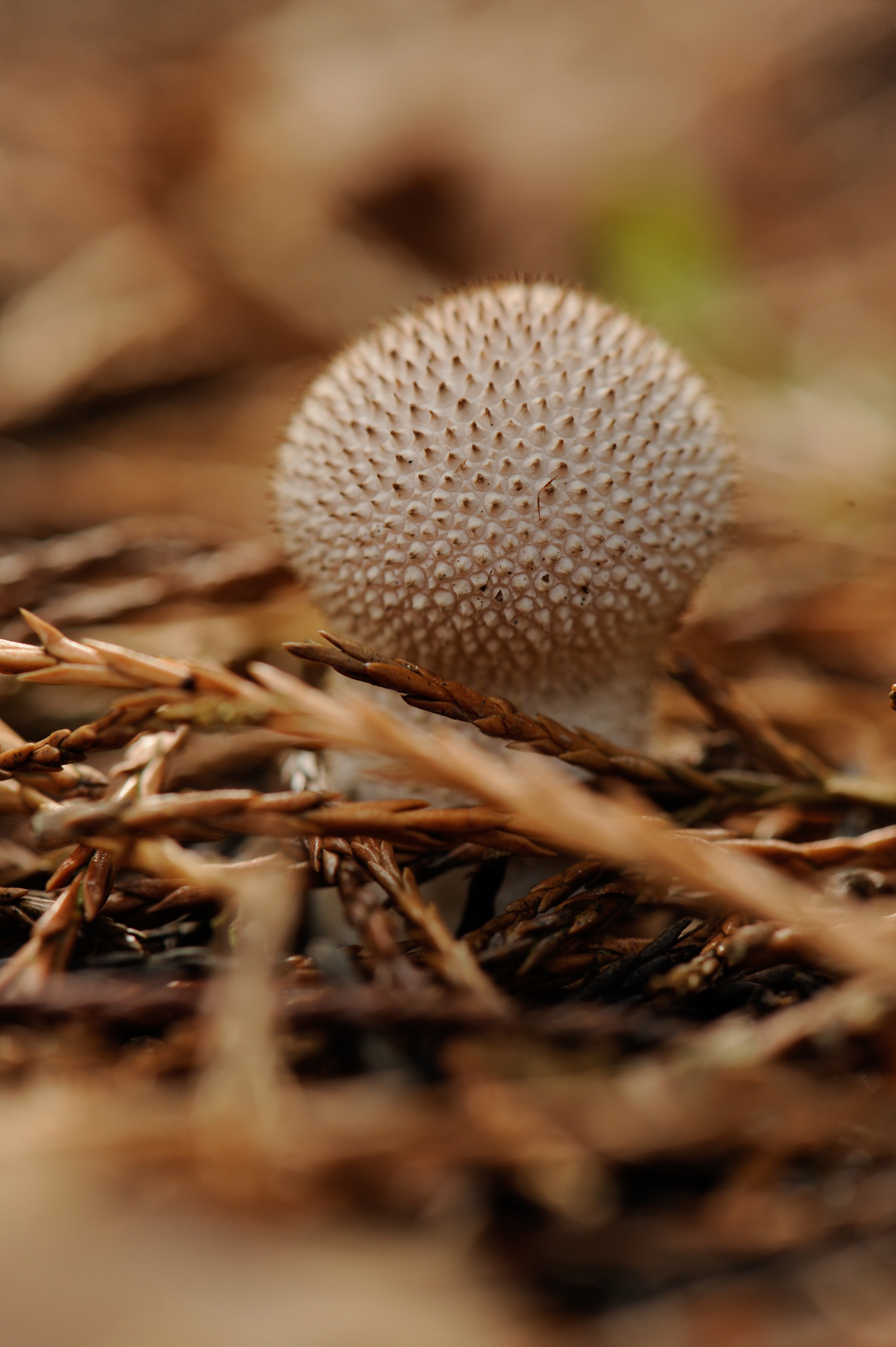 A fungi on the forest floor