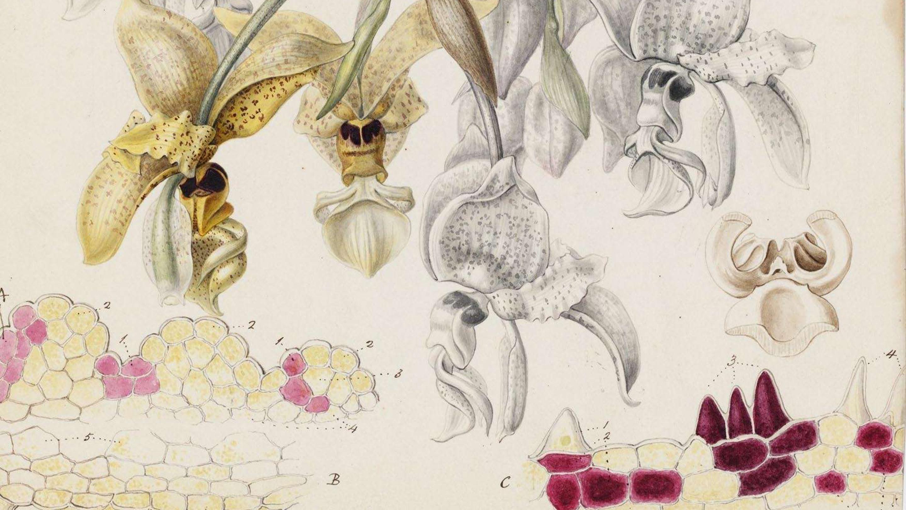 Illustration of orchid plant and flowers by Sarah Ann Drake