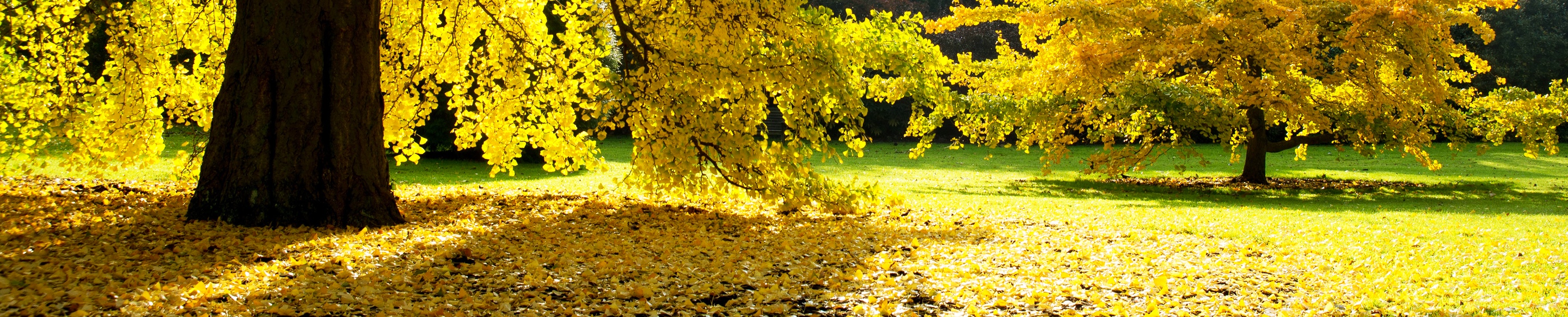 Fallen yellow autumn leaves at Kew
