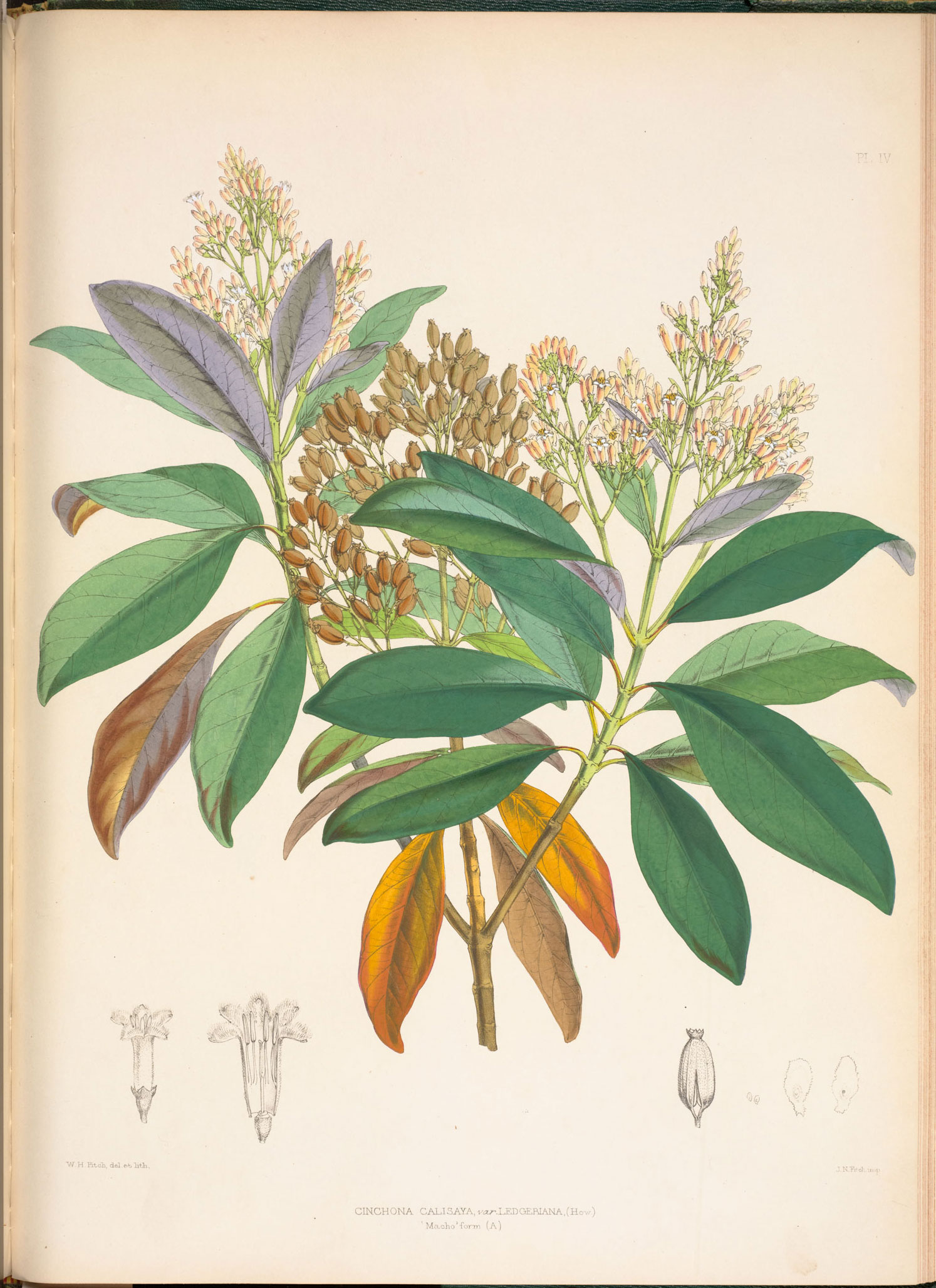Botanical illustration of Cinchona leaves