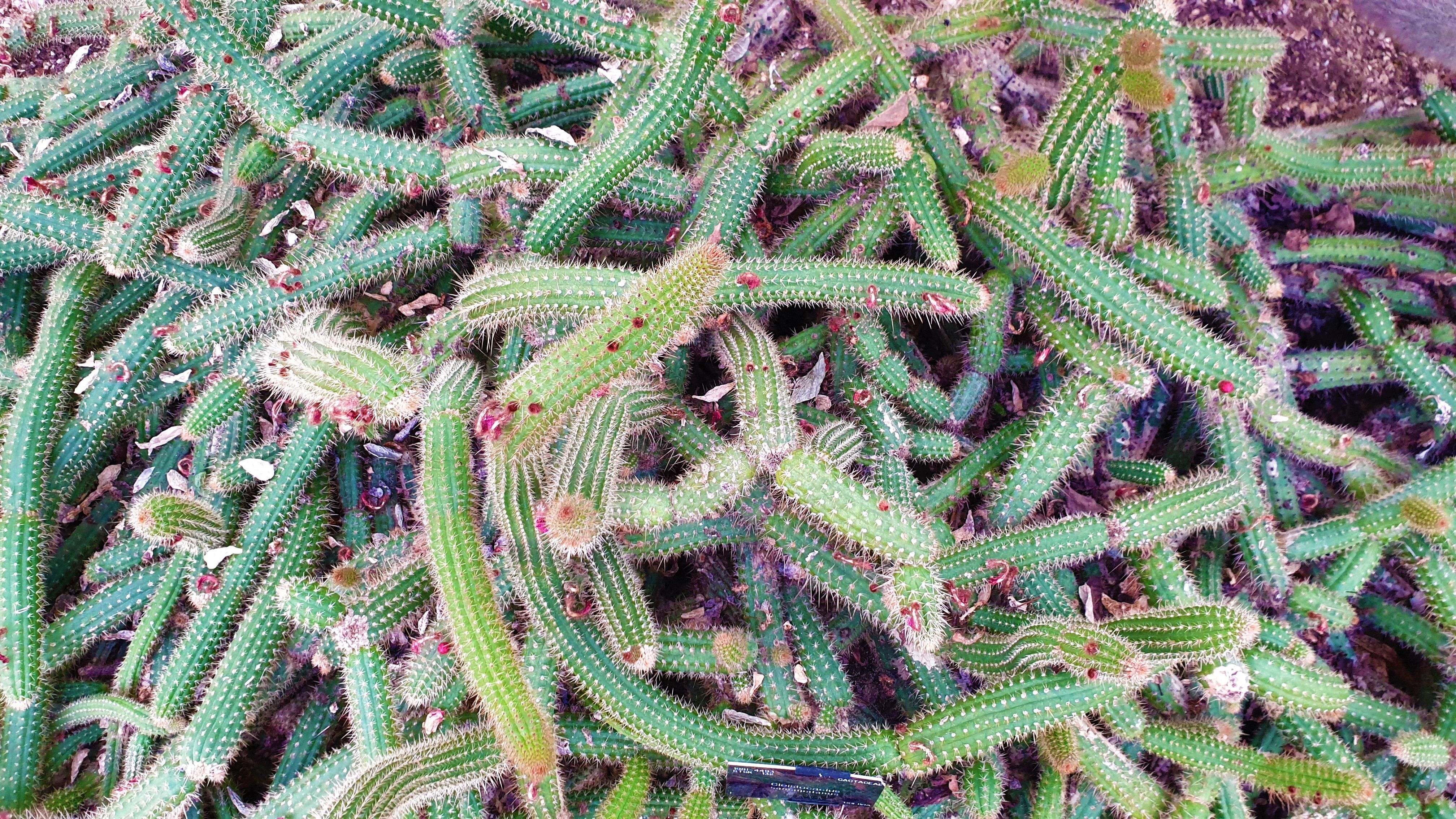 Close up of snake-like cacti, Cleistocactus samaipatanus