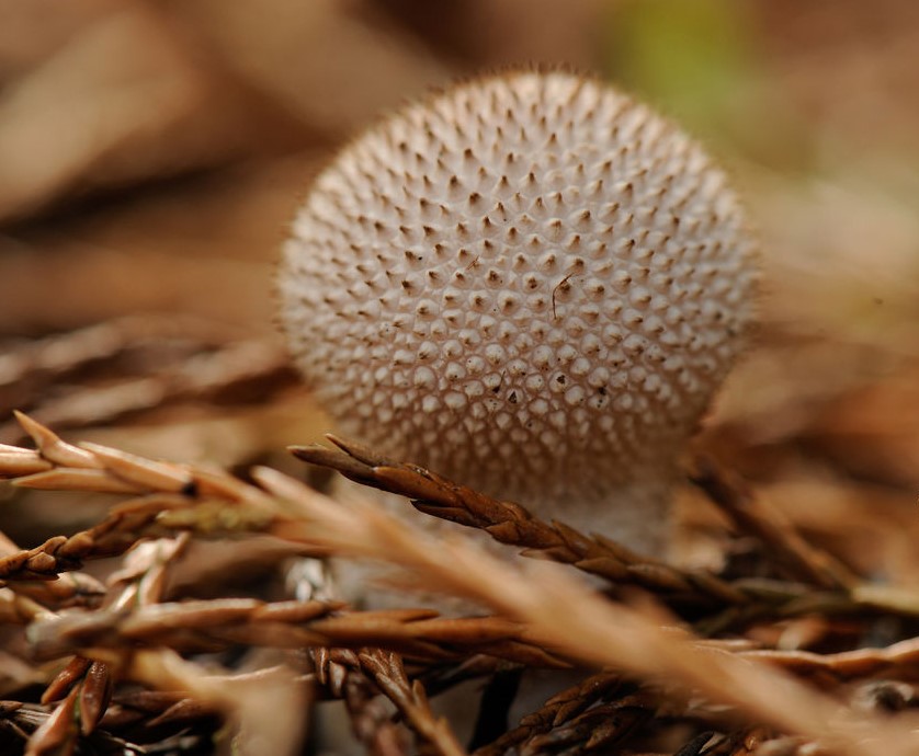 Common puffball (Lycoperdon perlatum). A white prickly ball atop leaf litter.