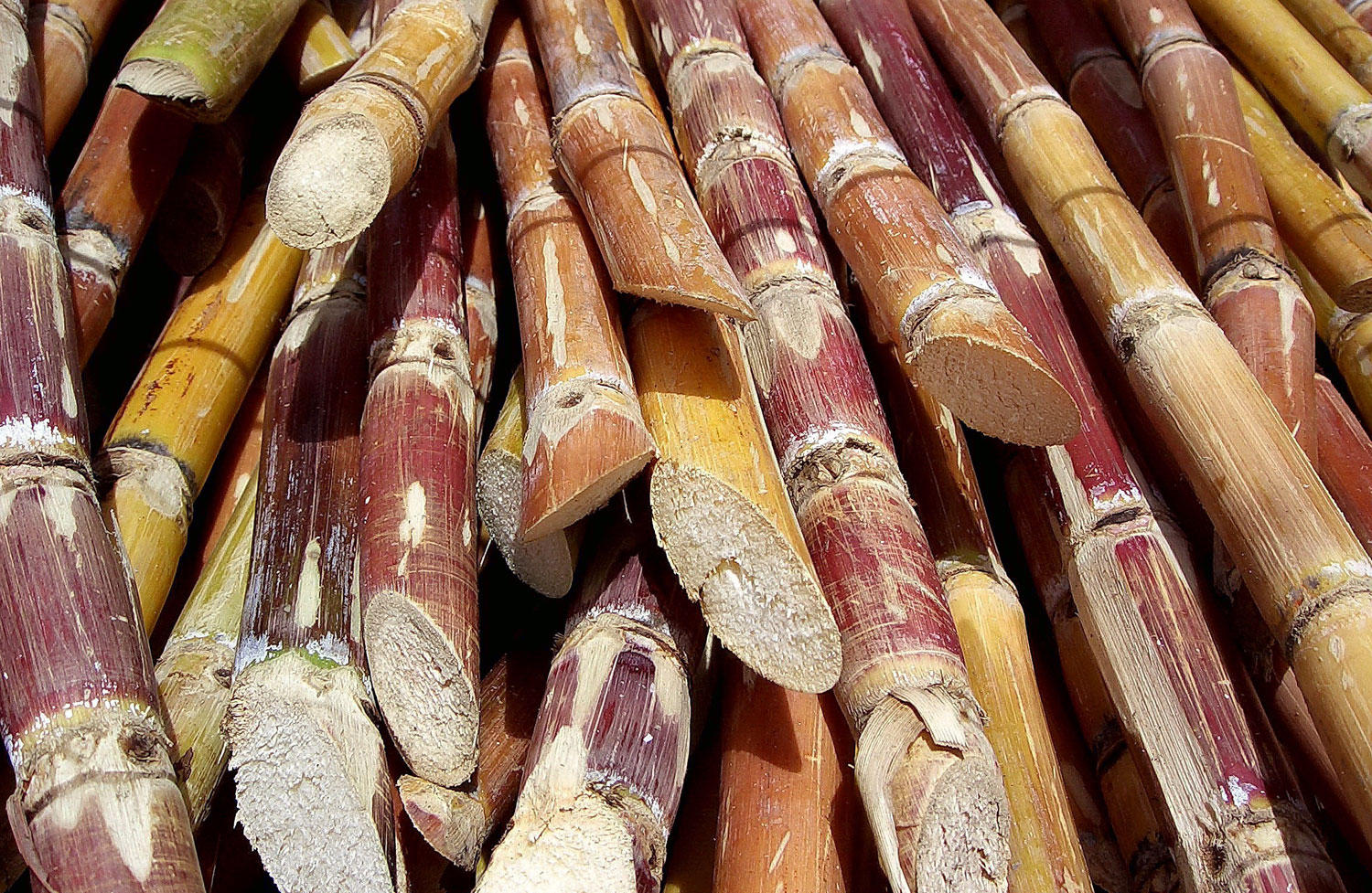 Cut sugarcane 