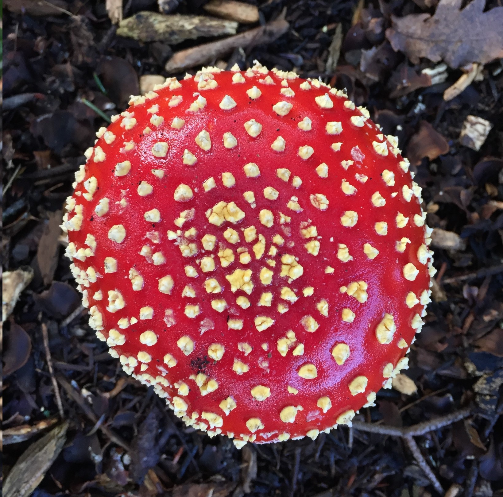 Fly agaric (Amanita muscaria) bright red mushroom with cream spots and white stalk.