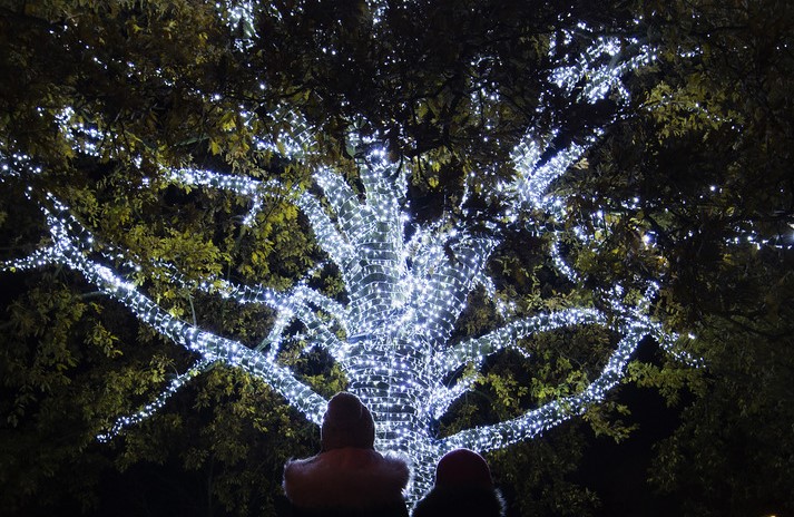 Heritage tree, Christmas at Kew