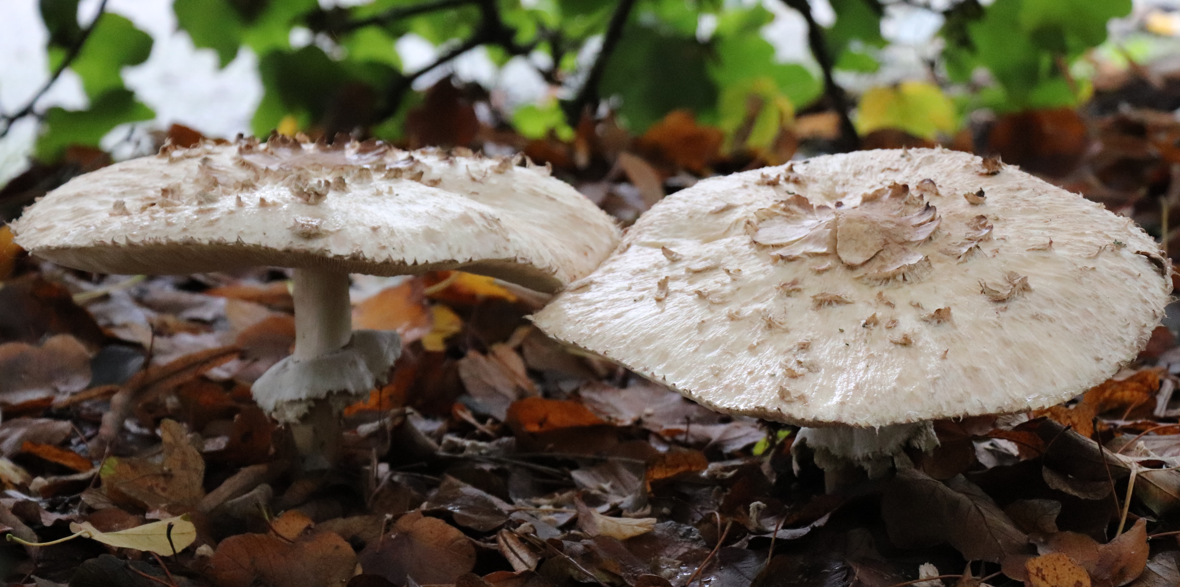 Shaggy parasol (Chlorophyllum rhacodes). Large white mushroom with shaggy cap.