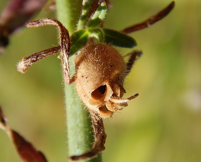 Skull-shaped snapdragon seed pod (Antirrhinum majus).