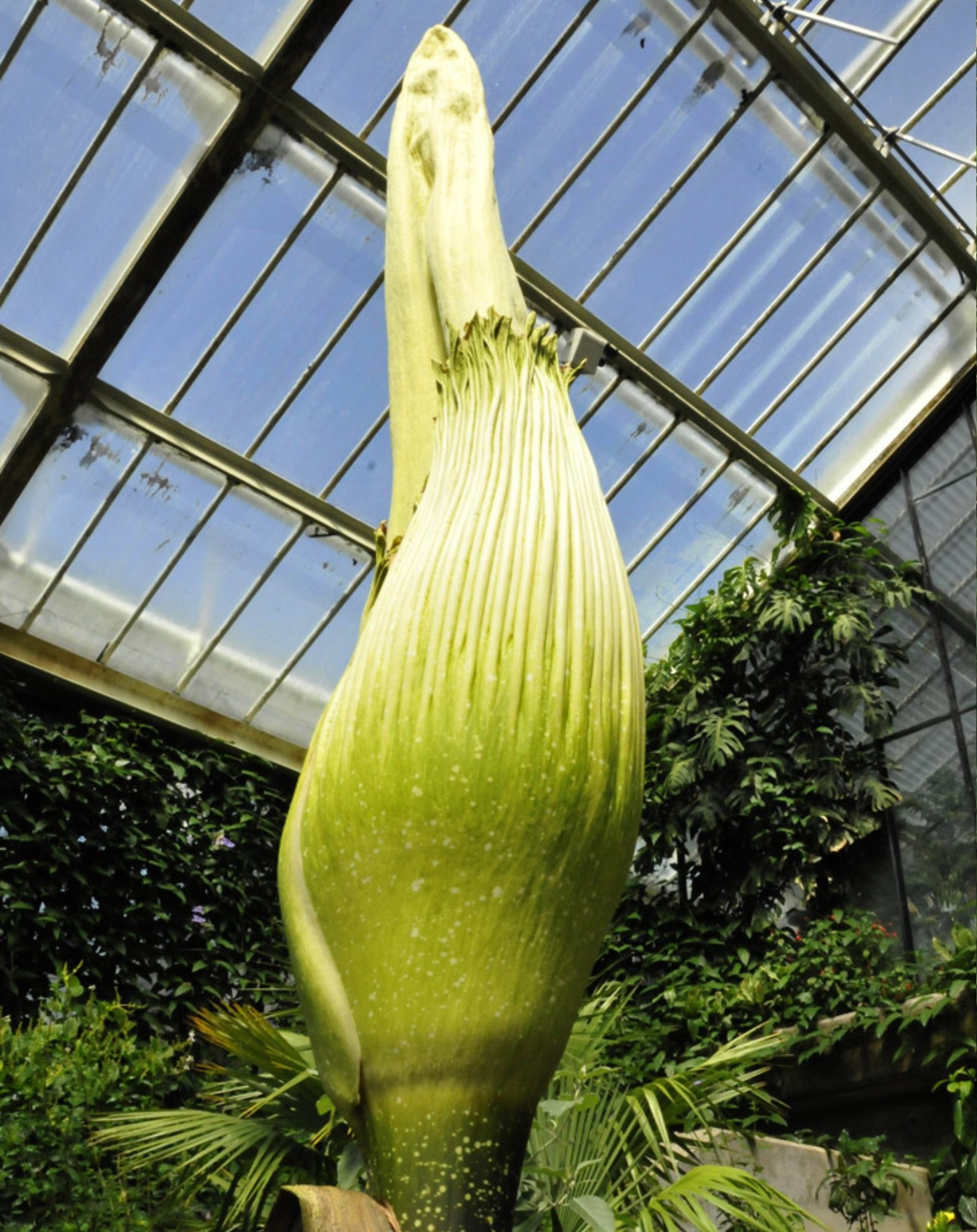 Titan arum (Amorphophallus titanum) with massive inner flower spike surrounded by a green to cream petal-like collar