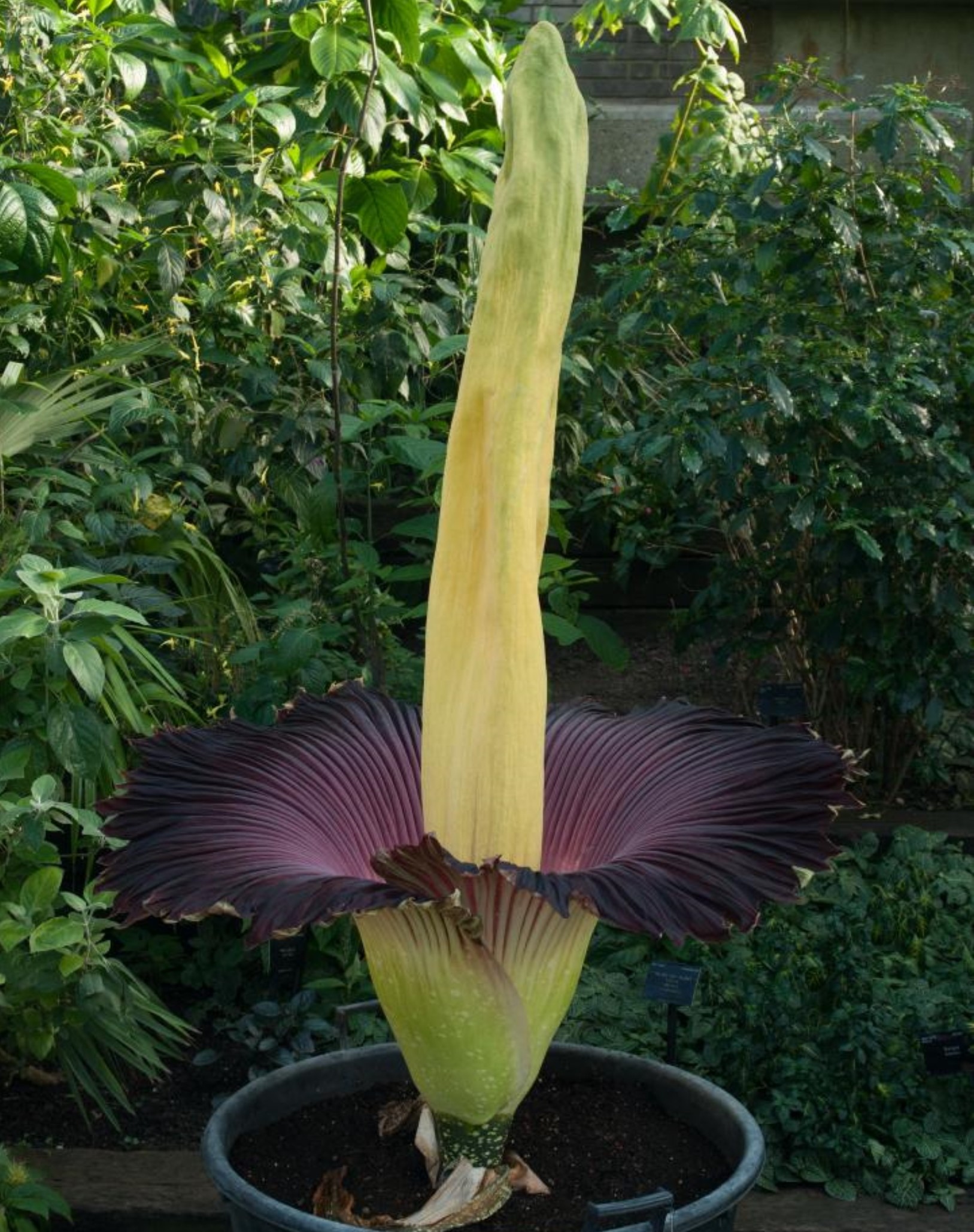Titan arum (Amorphophallus titanum) in bloom with massive inner flower spike surrounded by a deep burgundy petal-like collar