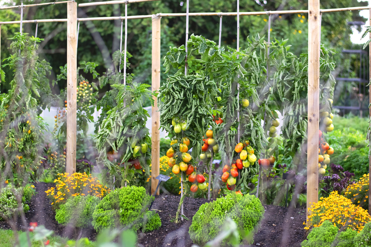 ‘San Marzano’ tomatoes, Kitchen Garden