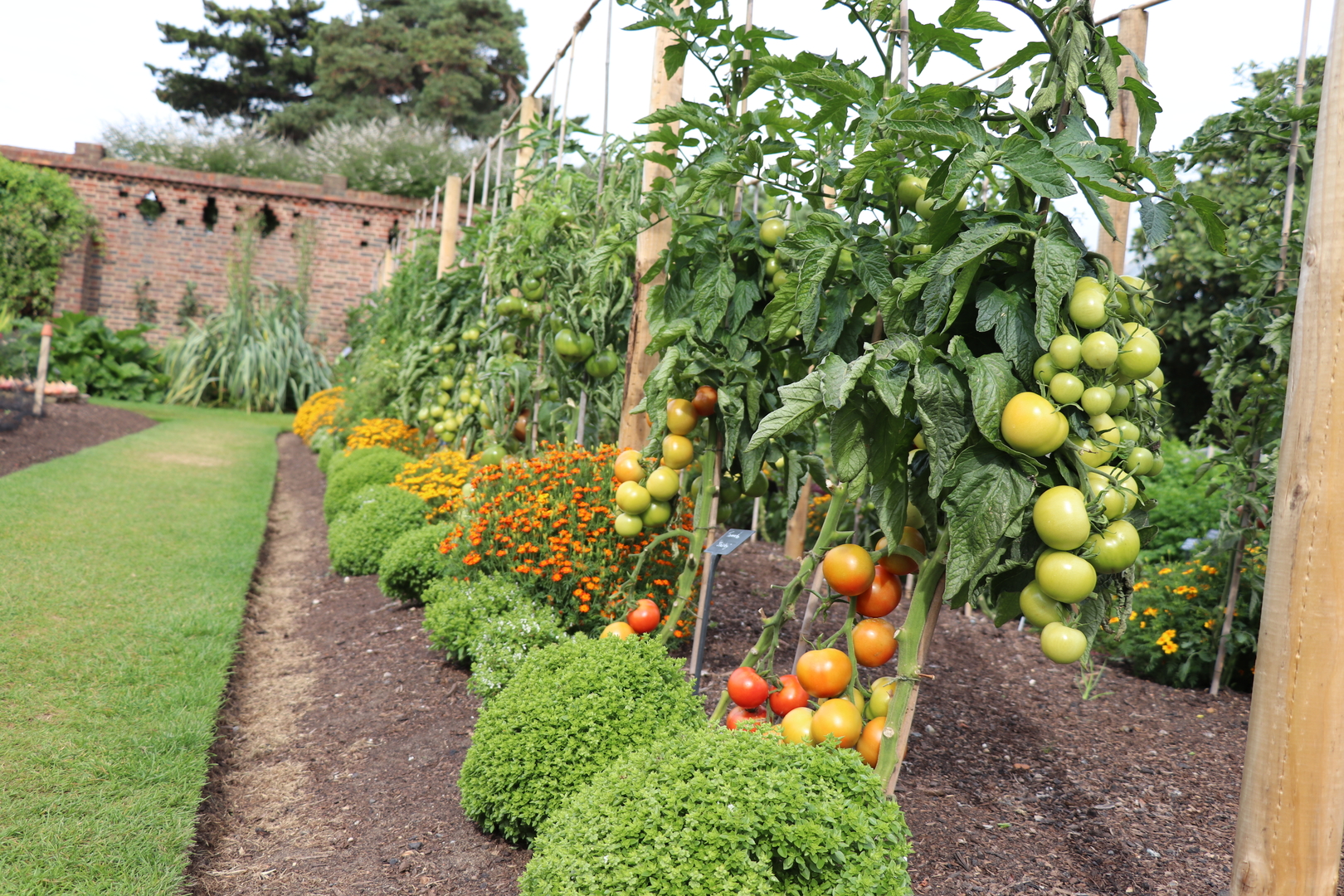 Tomato 'Shirley' Kitchen Garden