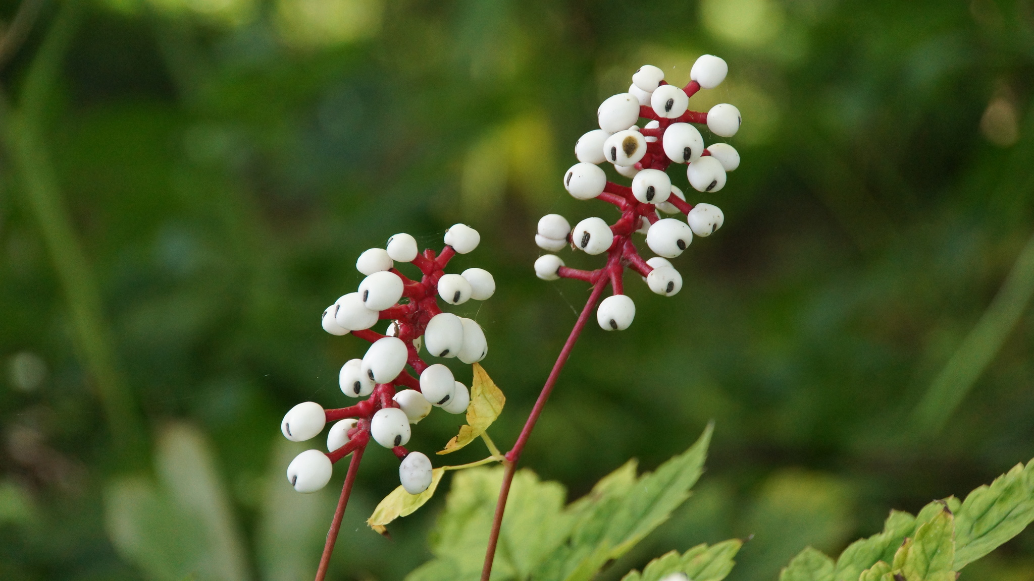 White baneberry (Actaea pachypoda) with fruit that look like doll's eyes