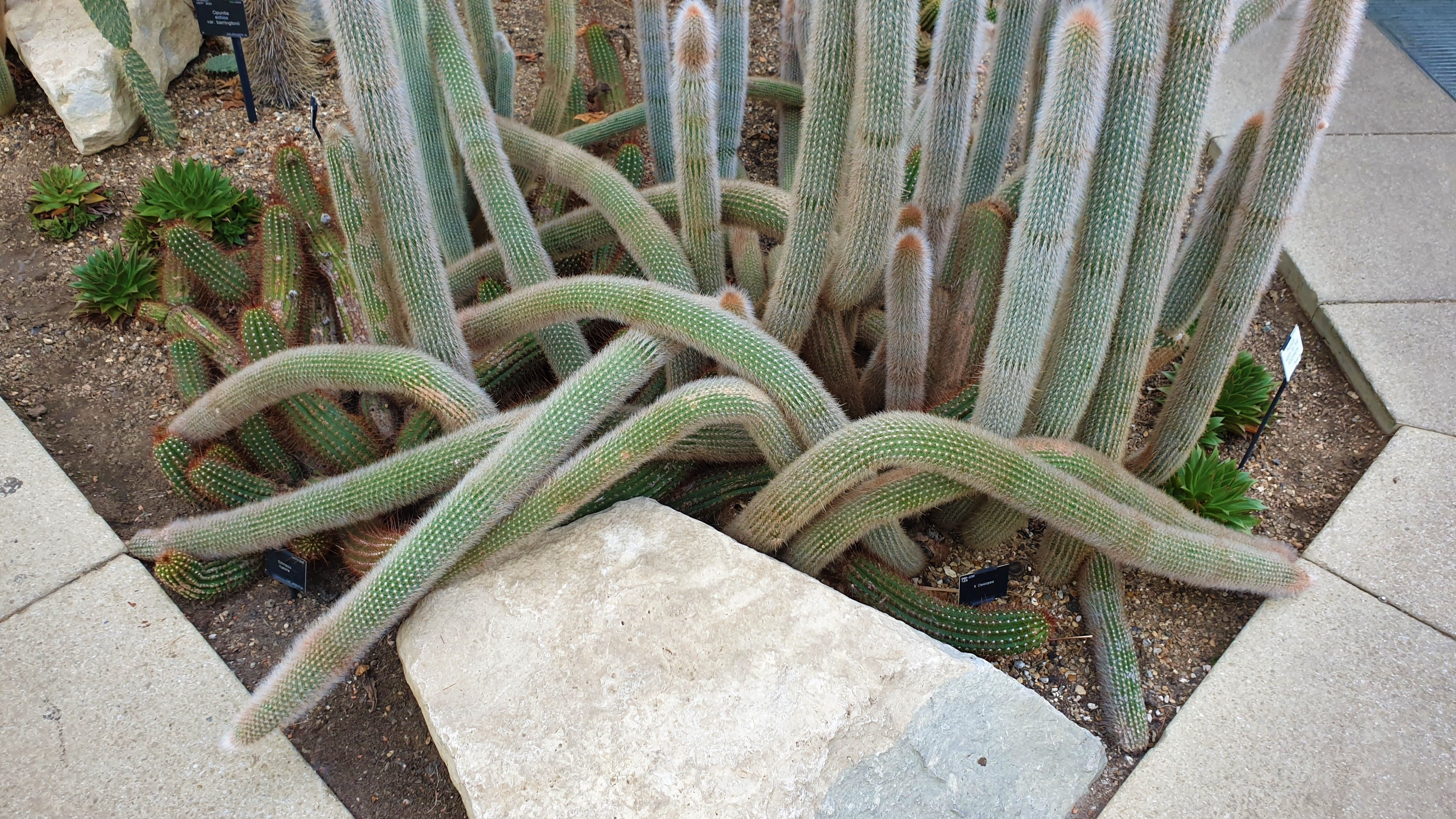 Snake-like cactus X Cleistopsis in Princess of Wales Conservatory