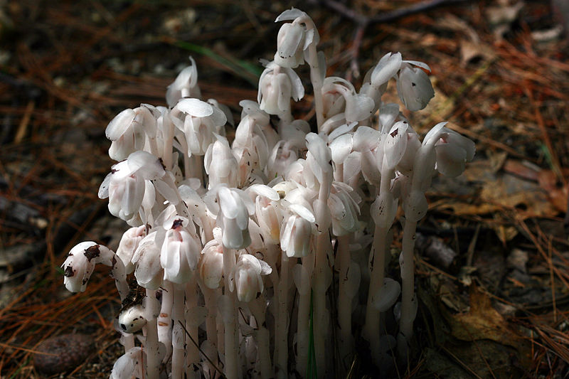 Ghost Plant (Monotropa uniflora) with white stem and flower on woodland floor.