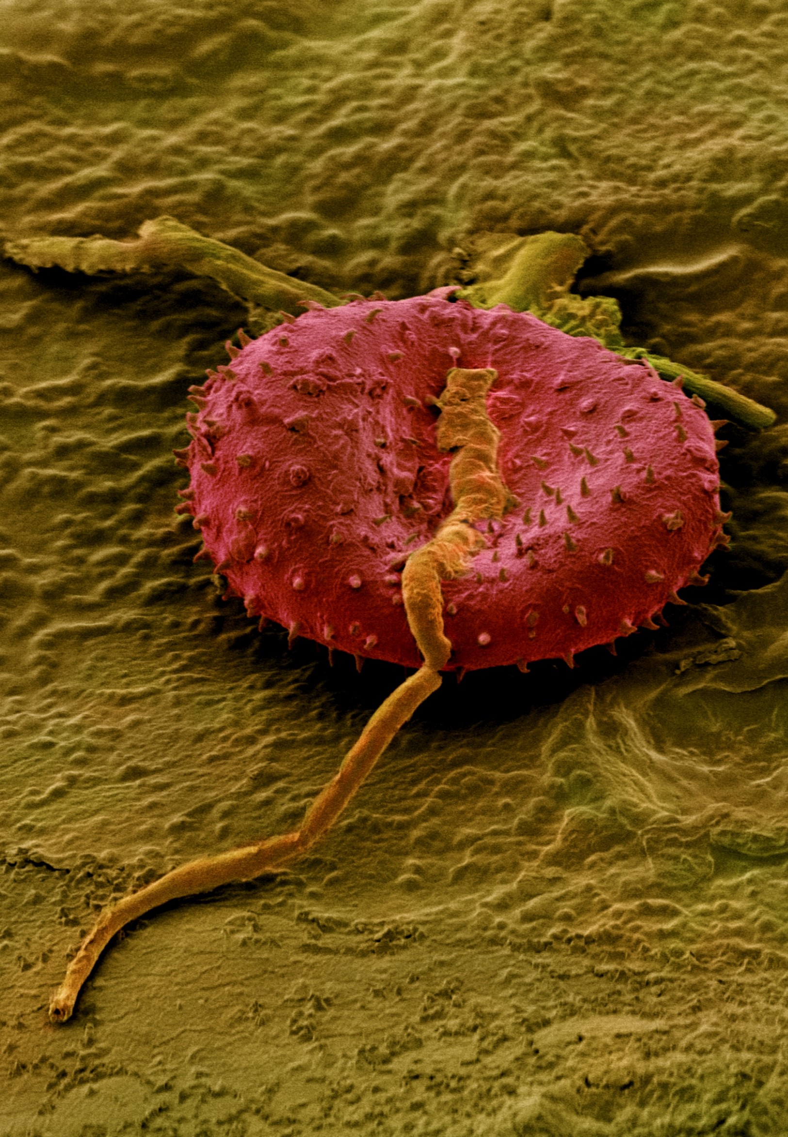 Pollen on the surface of an Avena fatua seed