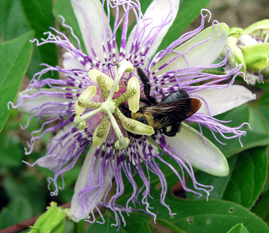 Carpenter Bee pollinating Passiflora incarnata