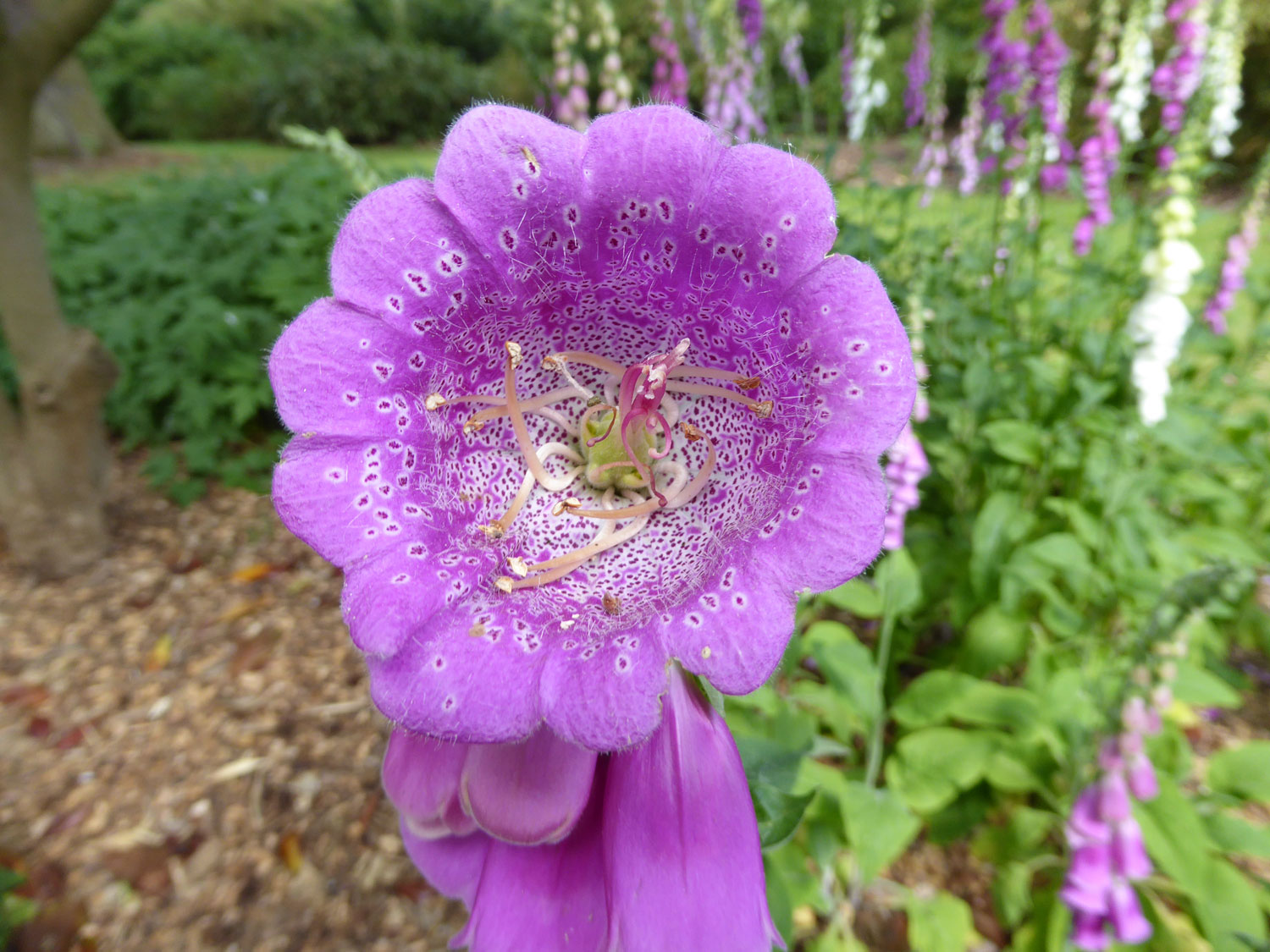Purple foxglove flower close up
