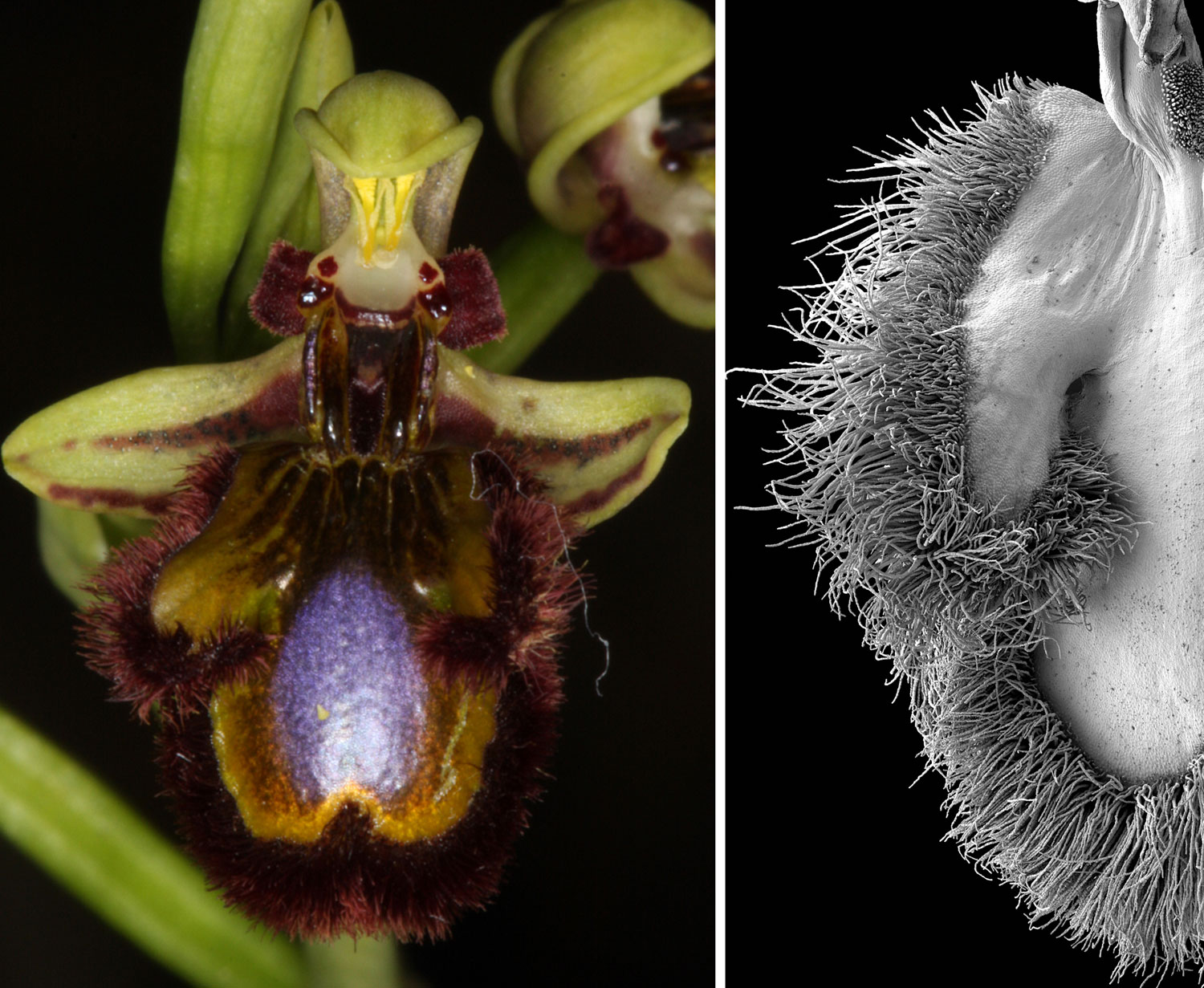 Left is the flower of a mirror orchid; right is part of the flower under scanning electron microscope