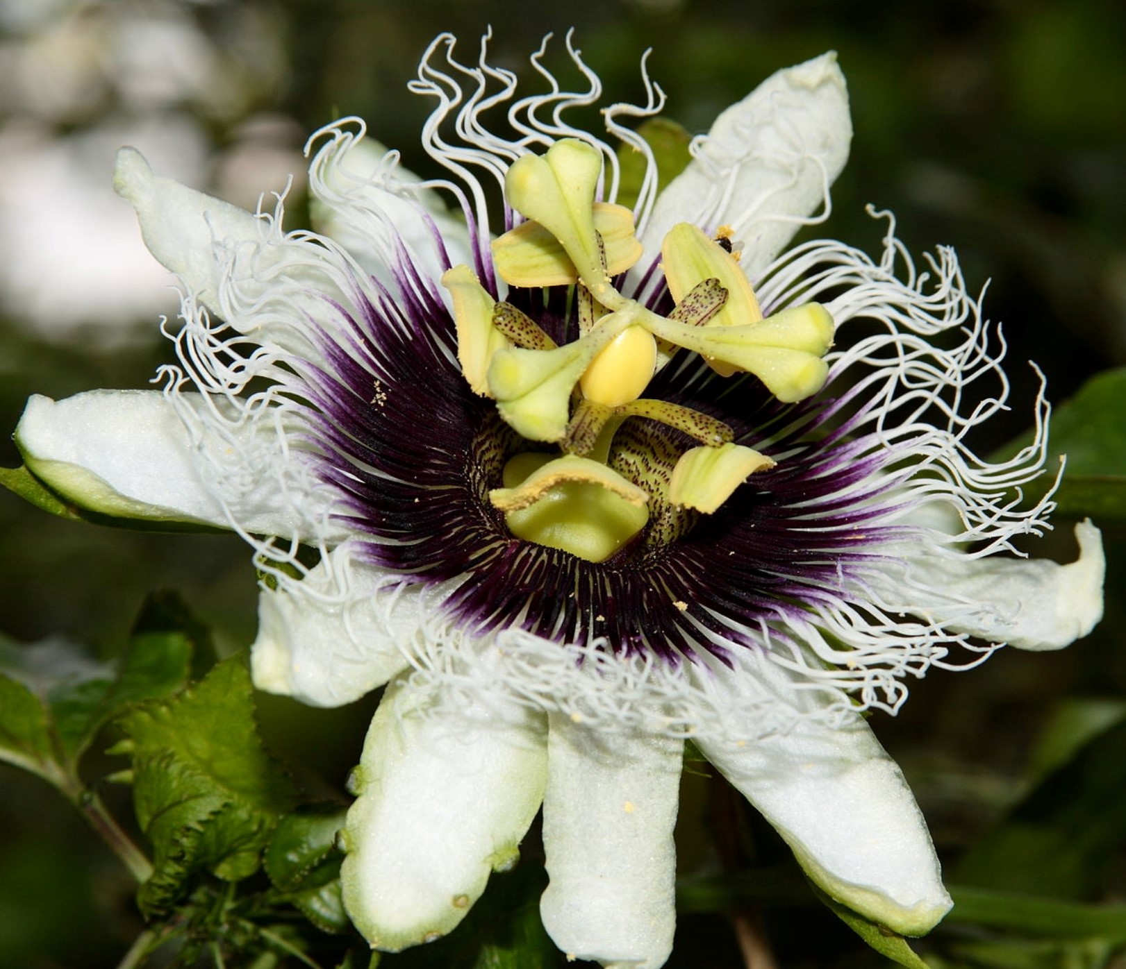 White and purple flower of Passiflora edulis