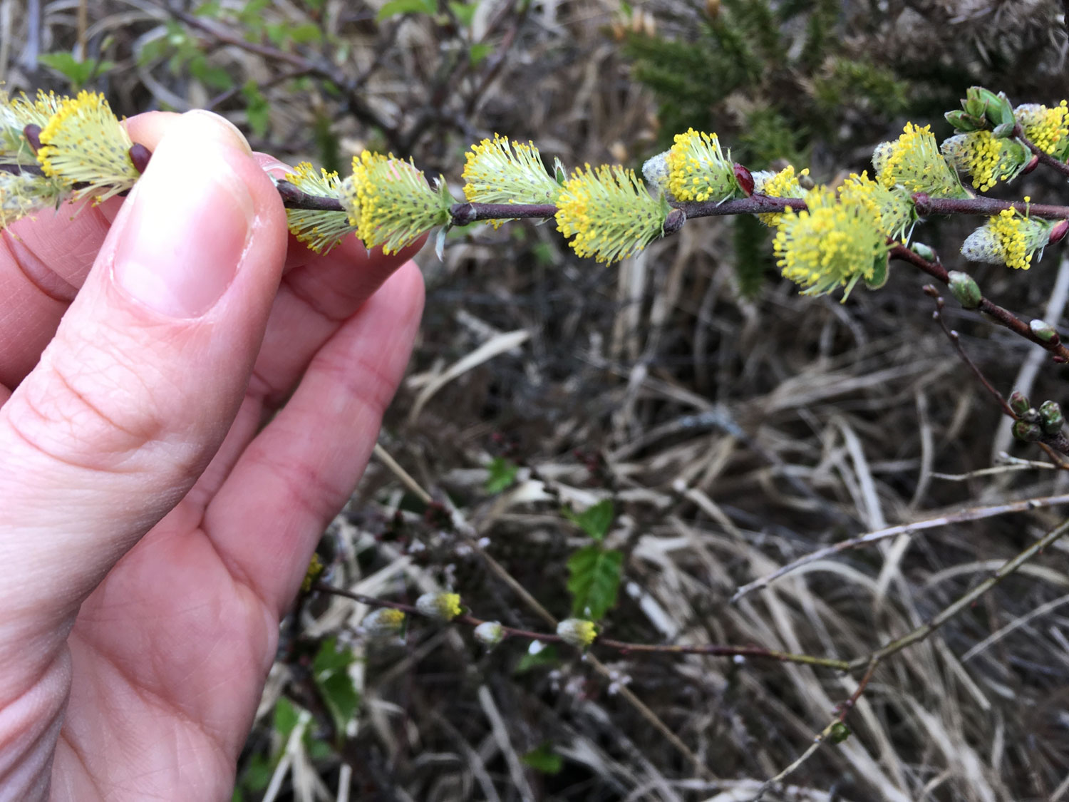 Hand holding male catkins