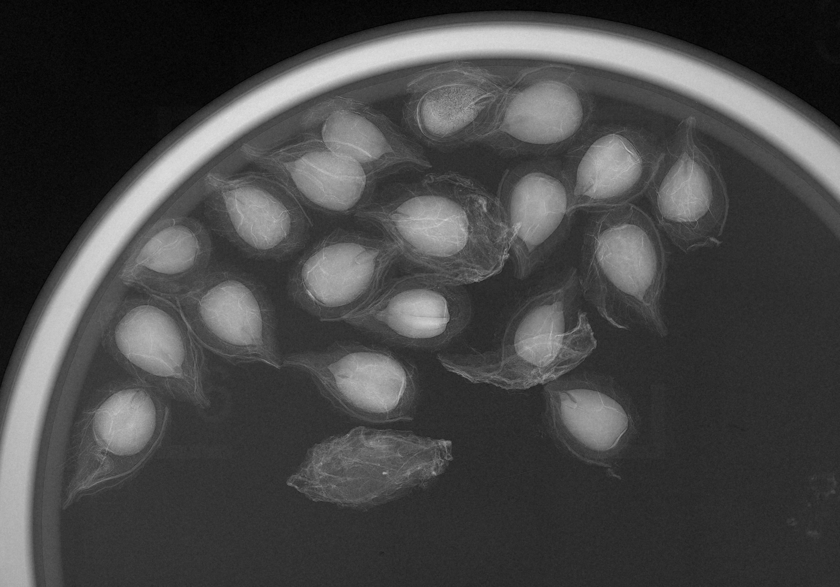  X-ray of Wych elm seeds