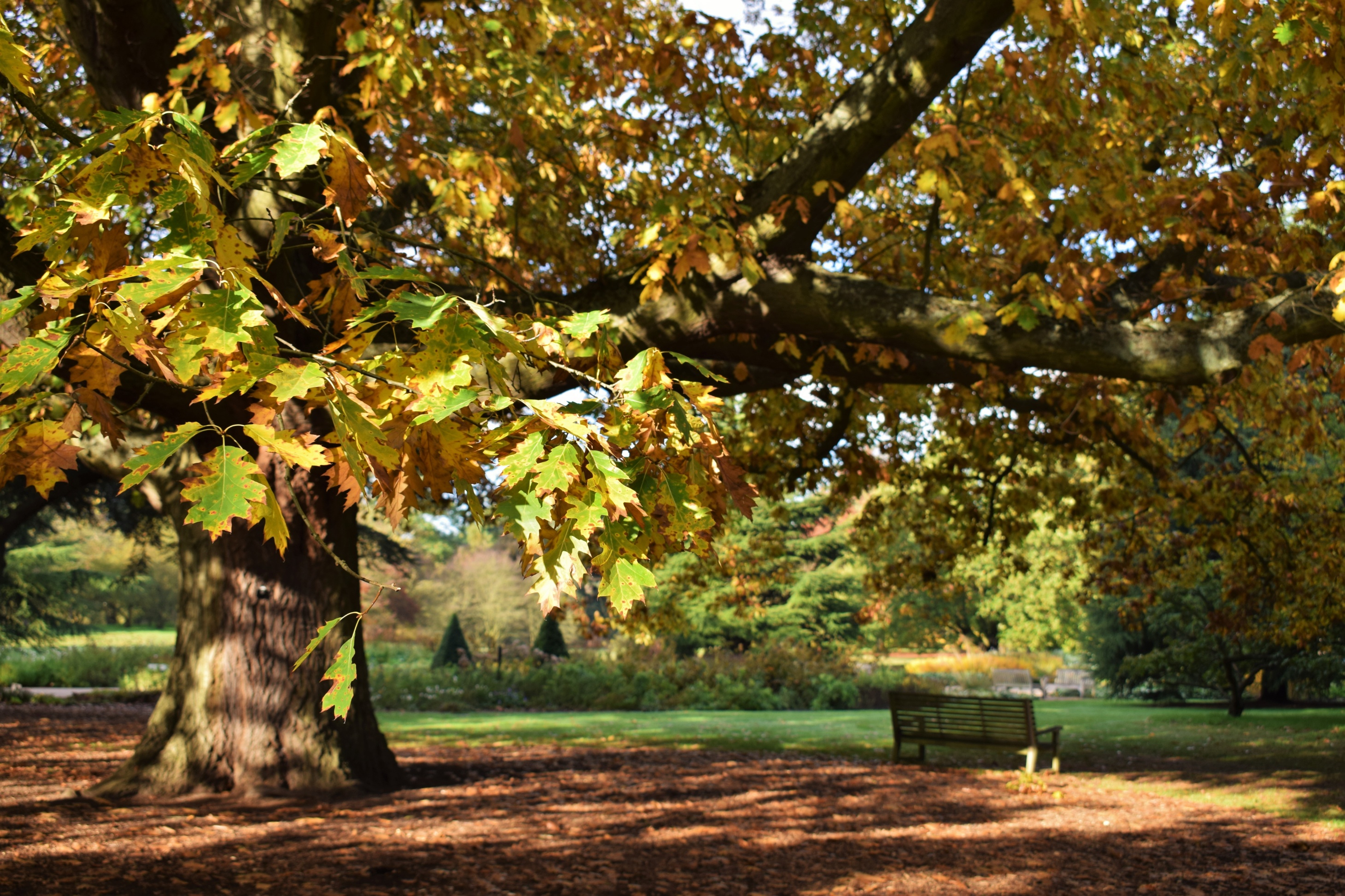 Autumn tree,  Ellen McHale © RBG Kew