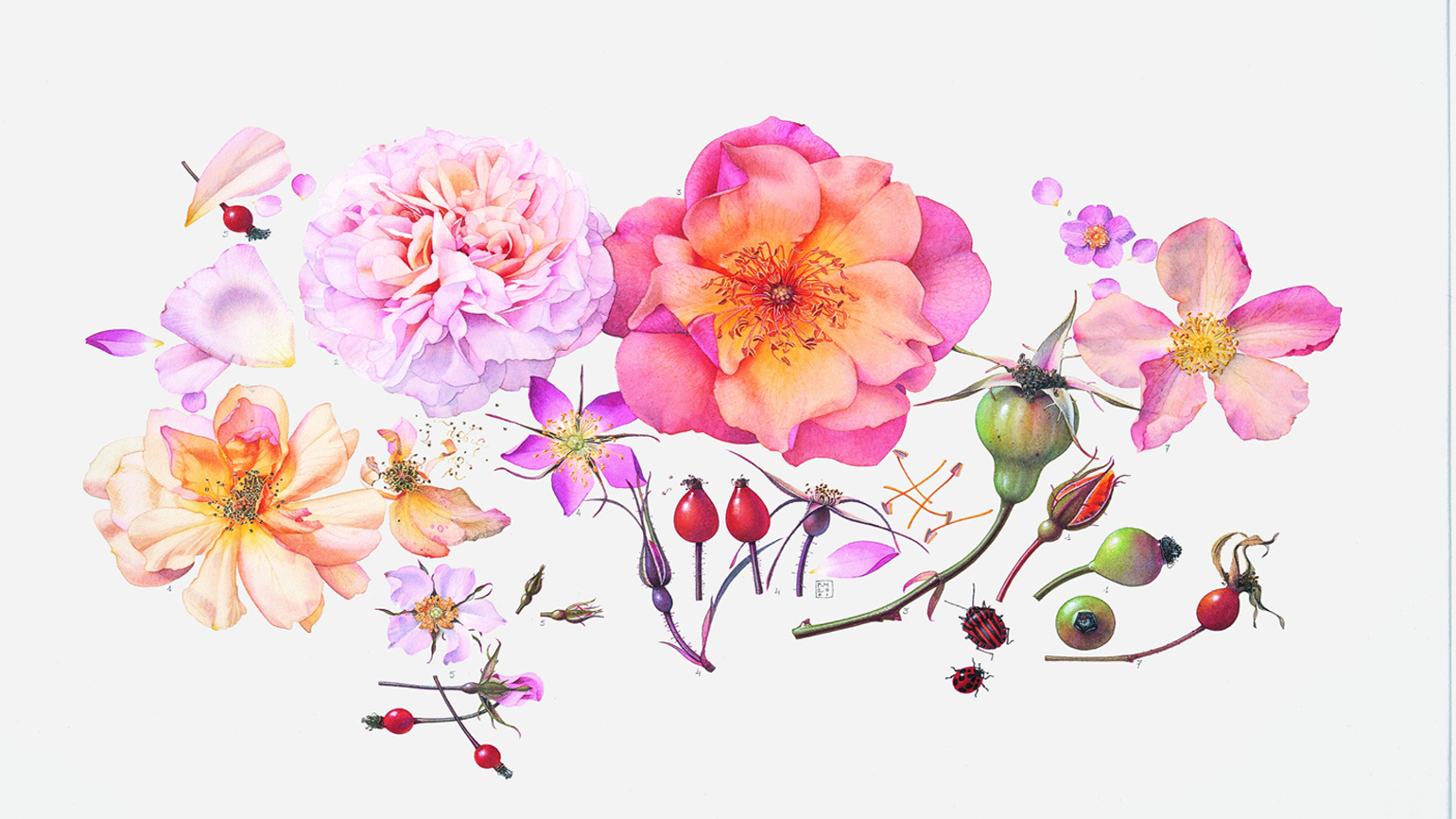 Roses, Regine Hagedorn 