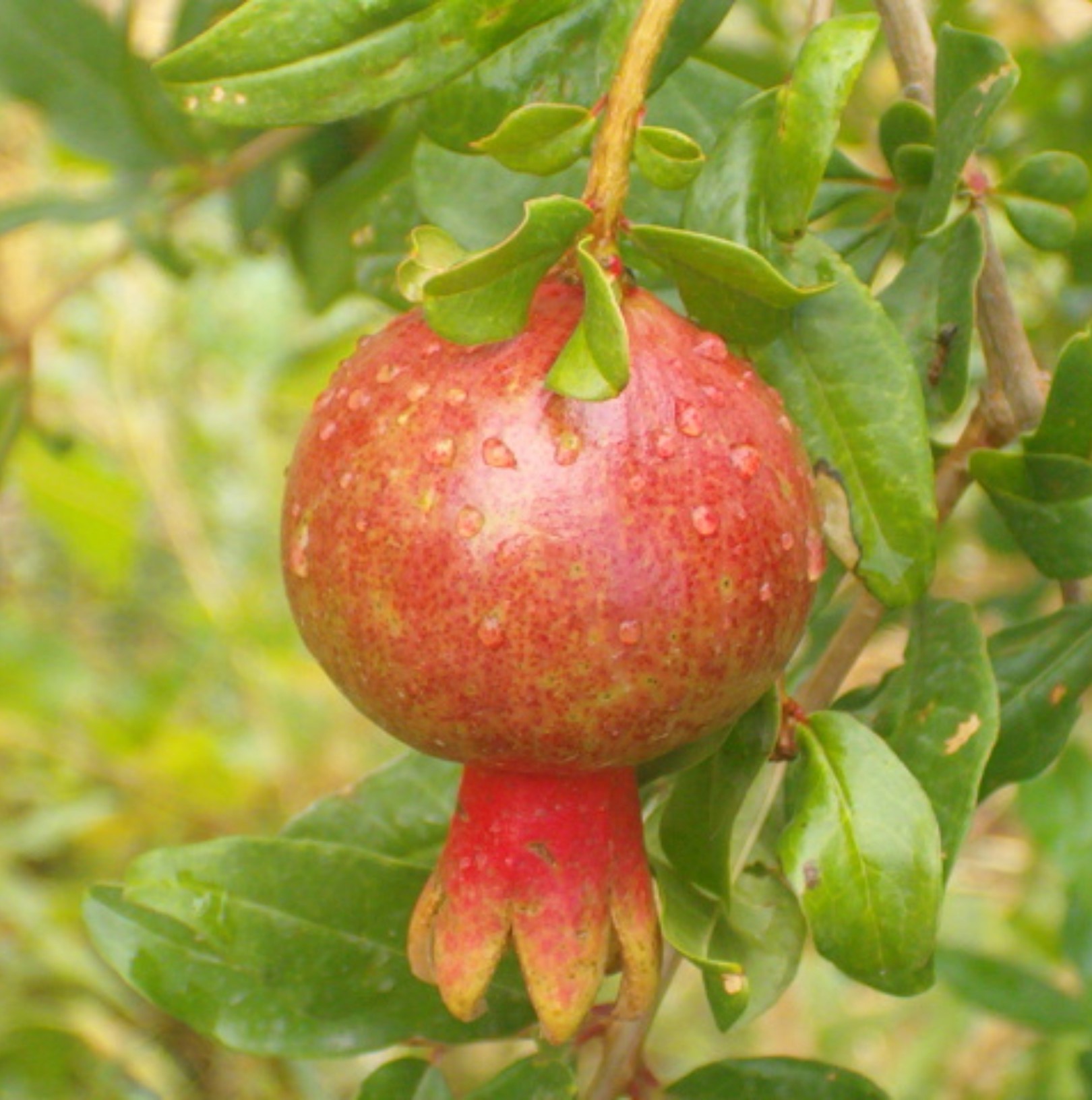 Pomegranate (Punica granatum) spherical red fruit