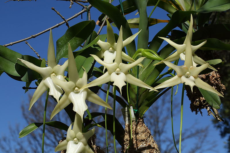 Christmas star orchid (Angraecum sesquipedale)