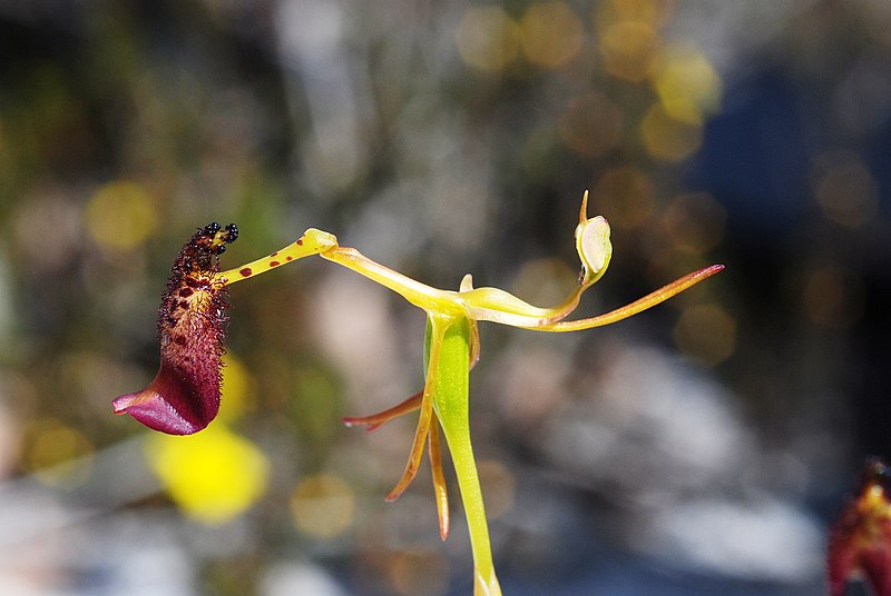 Hammer orchid (Drakaea spp.)