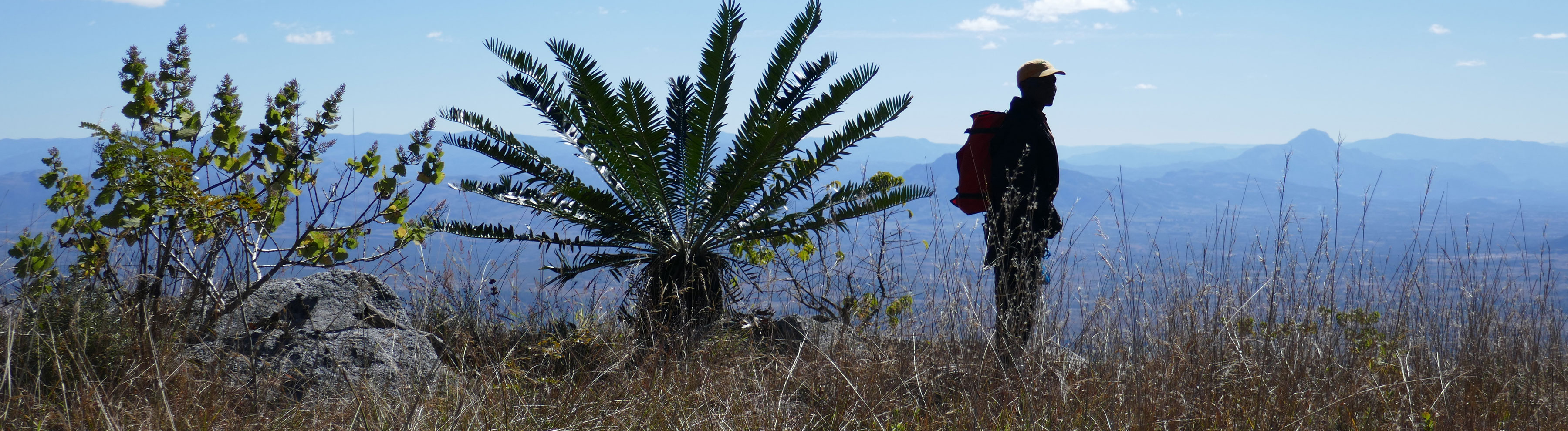 Man stood on a mountain next to large cycad