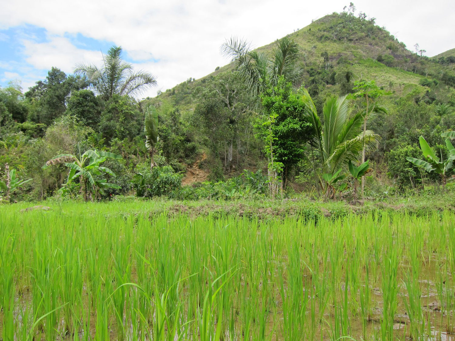 A rice paddy