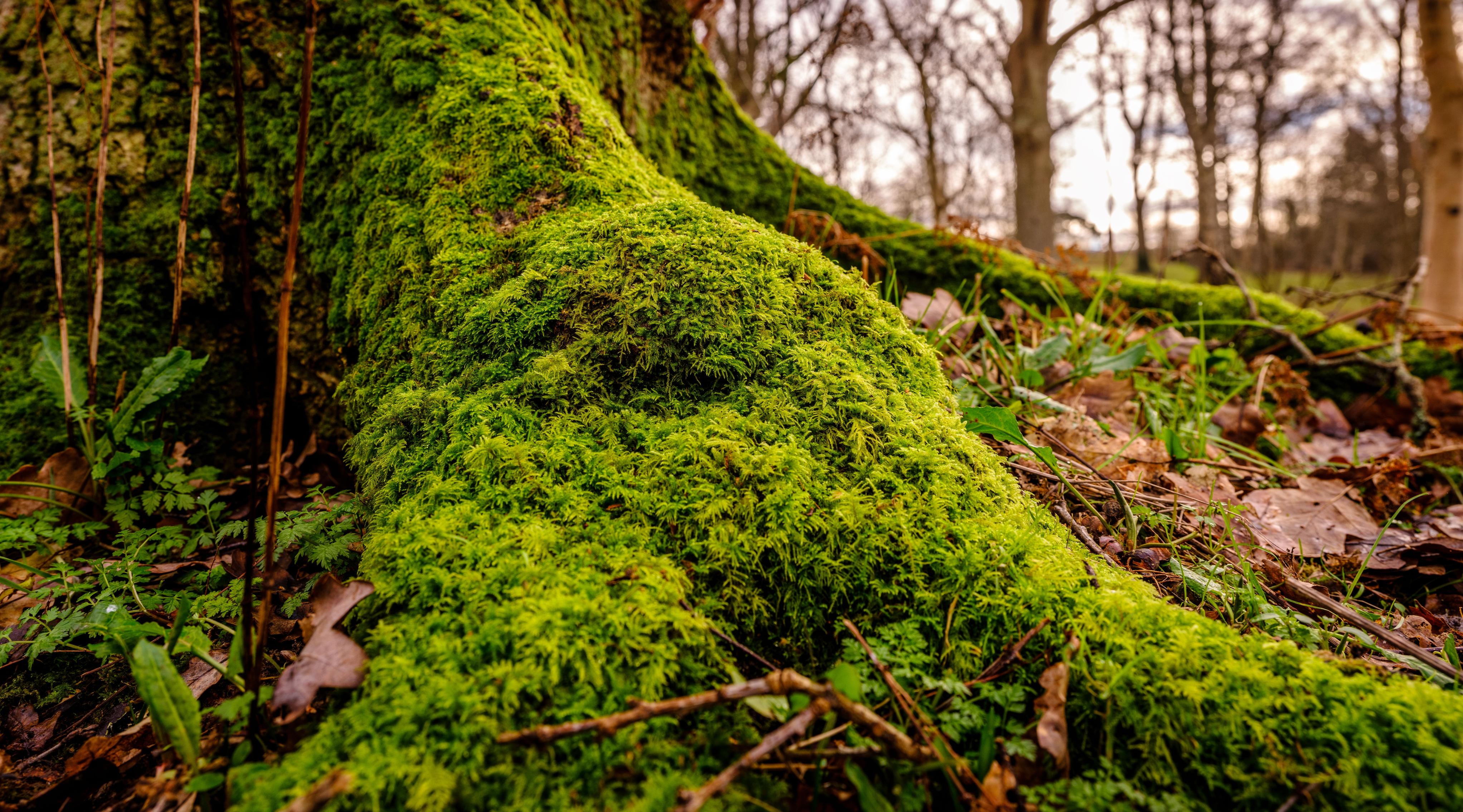 Close up of moss on tree roots at Wakehurst