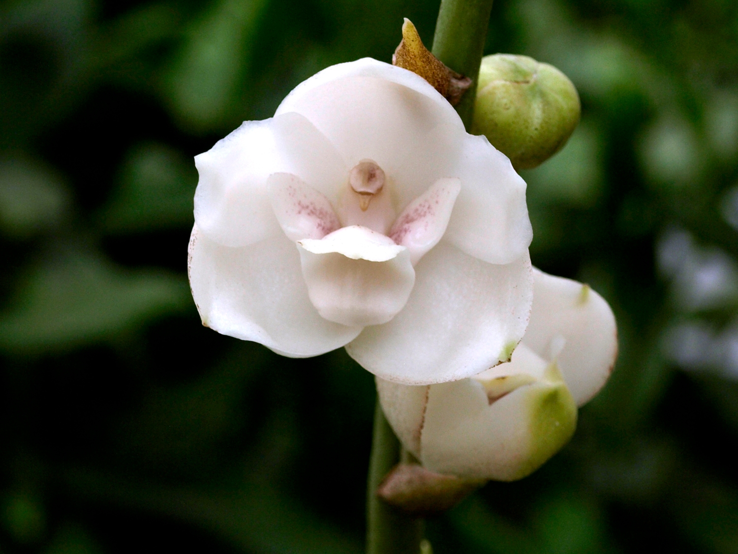 Dove orchid, Peristeria elata