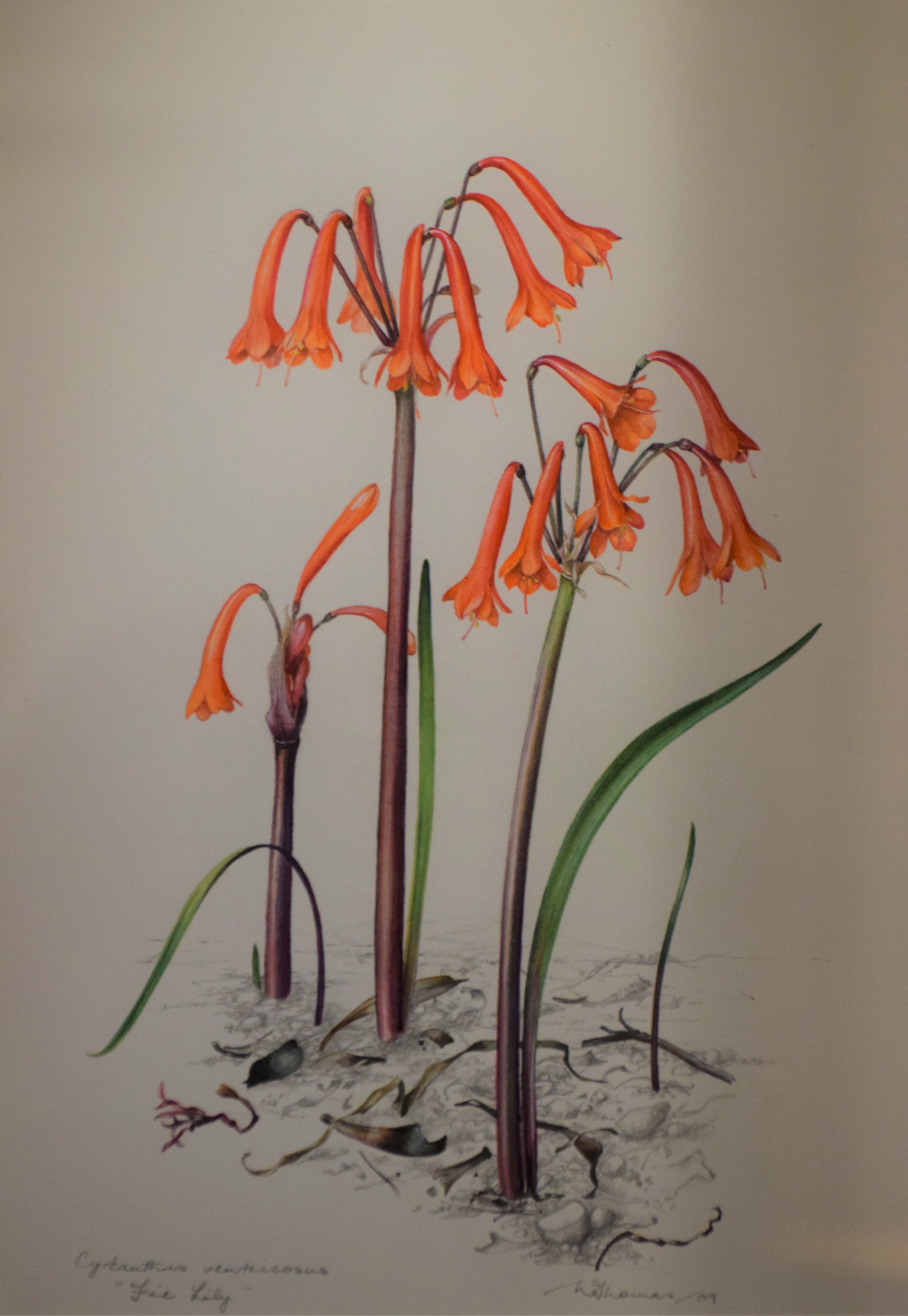 Watercolour painting of the fire lily by Vicki Thomas
