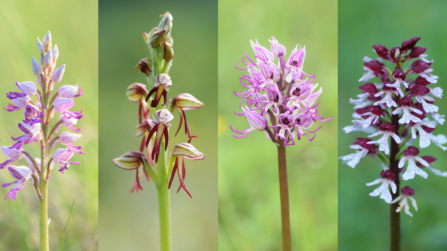 Collage of four orchids