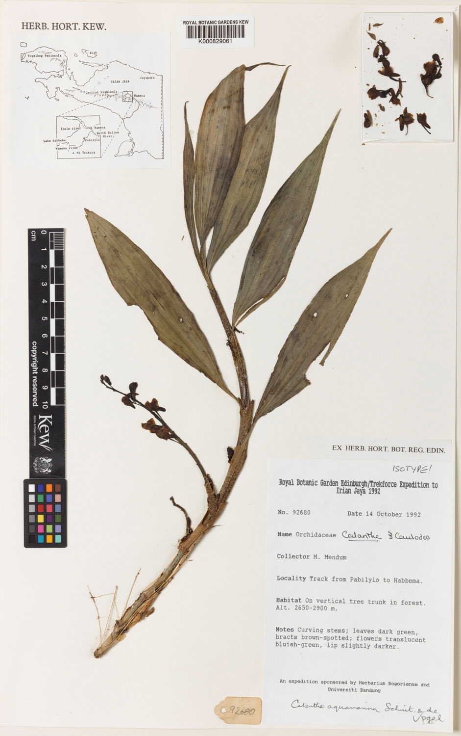 Plant specimen on paper