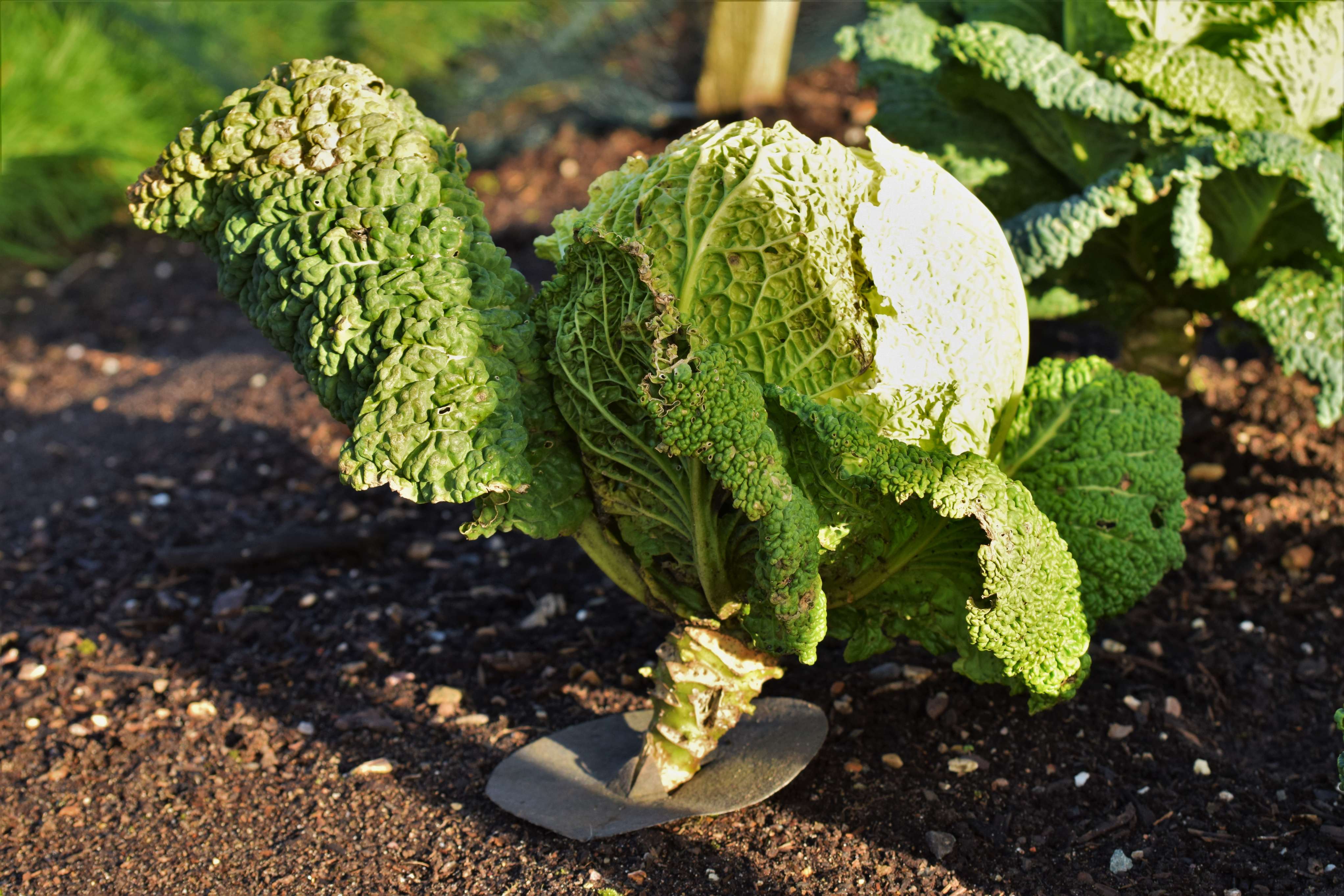 A cabbage collar in the Kitchen Garden