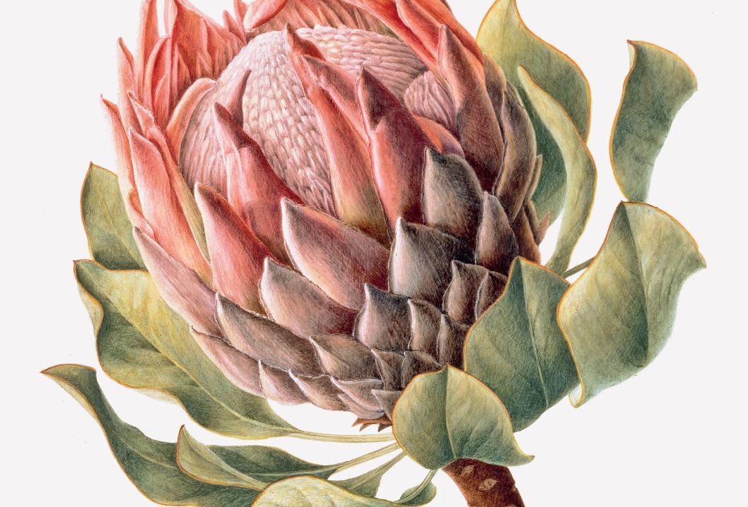 Painting of Protea I : King Protea 2000 Protea cynaroides by Brigid Edwards © Shirley Sherwood Collection