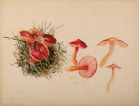 Illustration by Beatrix Potter of a fungus