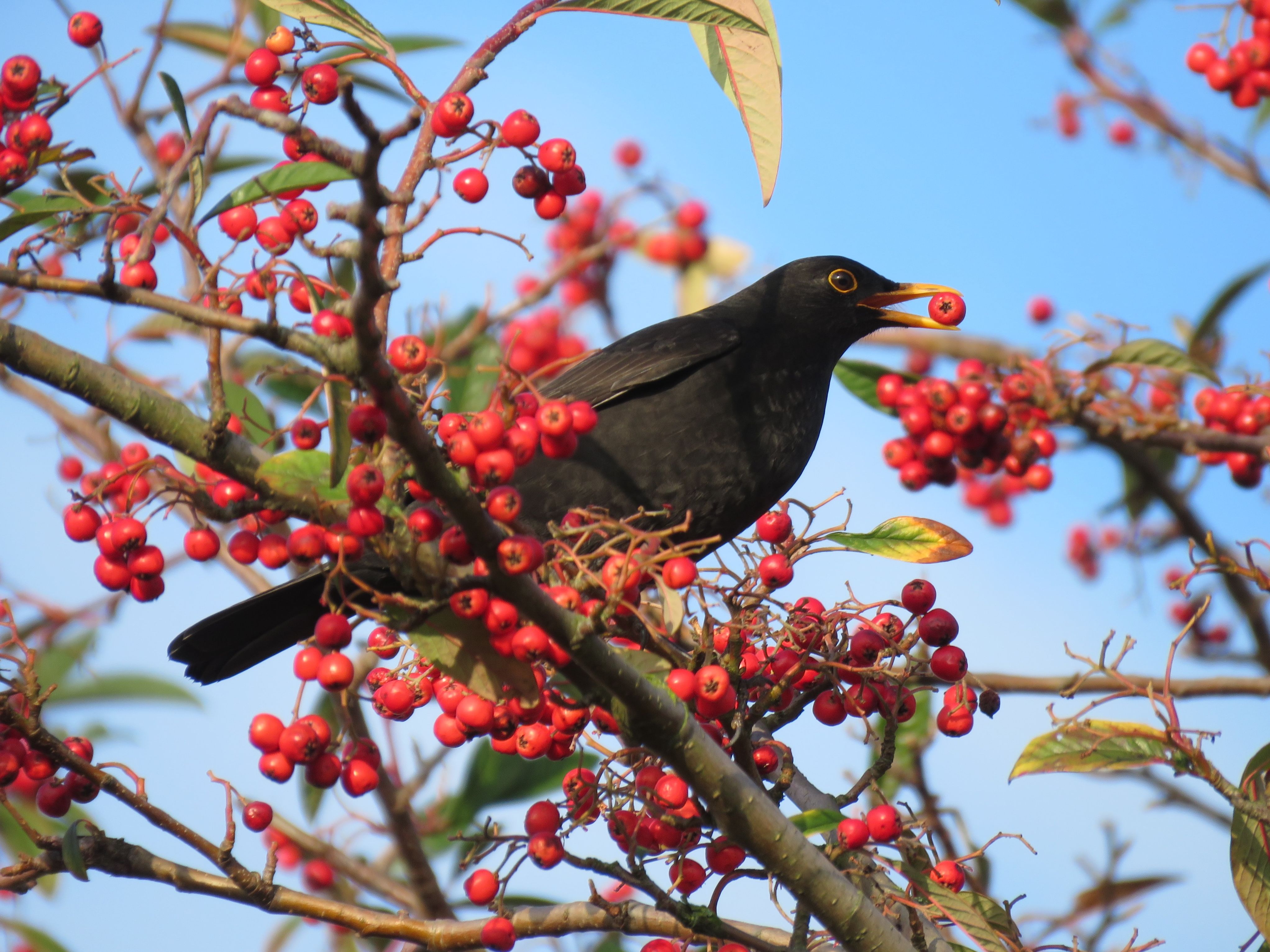 Blackbird eating berries on a tree branch