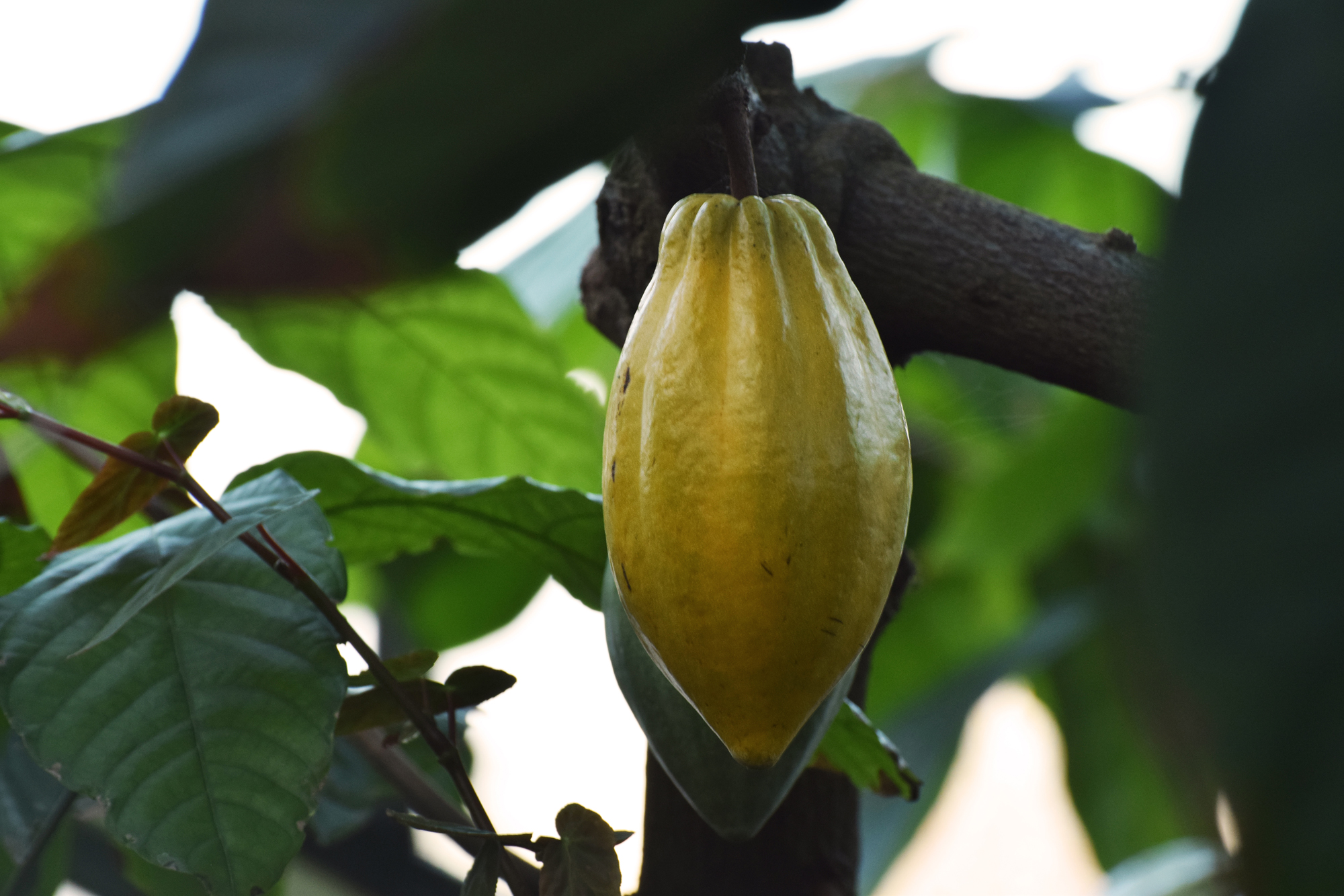 Cacao pod growing in the Princess of Wales Conservatory 