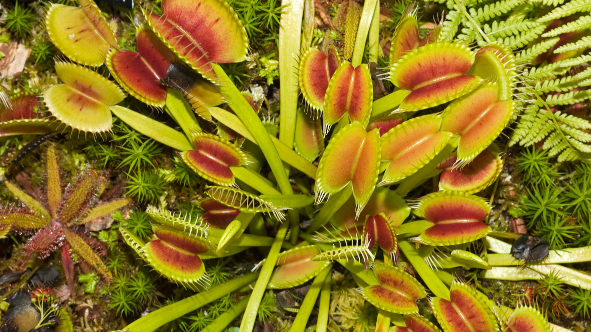 Venus flytraps with toothed-leaves that have a bright red centre