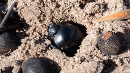 Moving gif of beetle rolling a dung like seed into hole